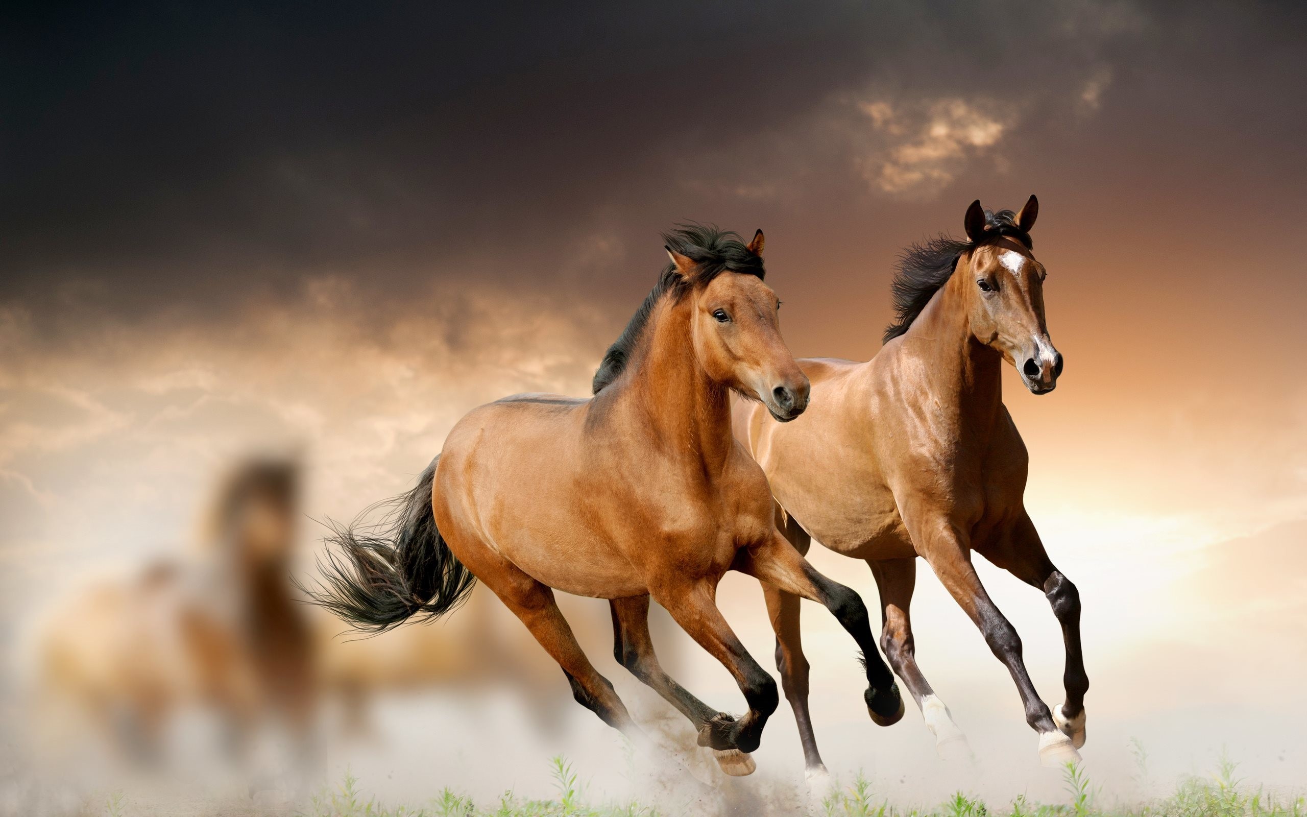 Cavalli bai, Galoppo, Cielo al tramonto, 16:10 2K, sfondo widescreen