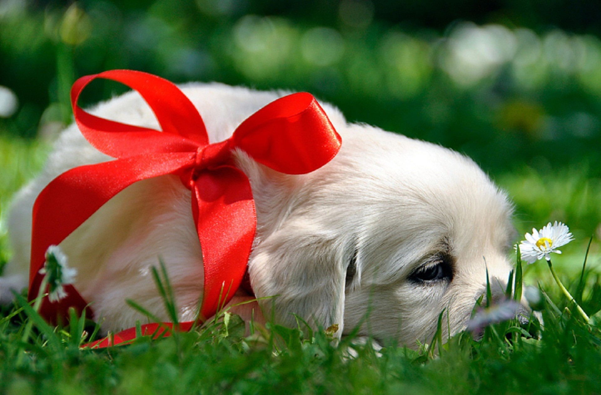 Golden Retriever, Cucciolo, Fiocco rosso, Prato, Full HD, sfondo per PC