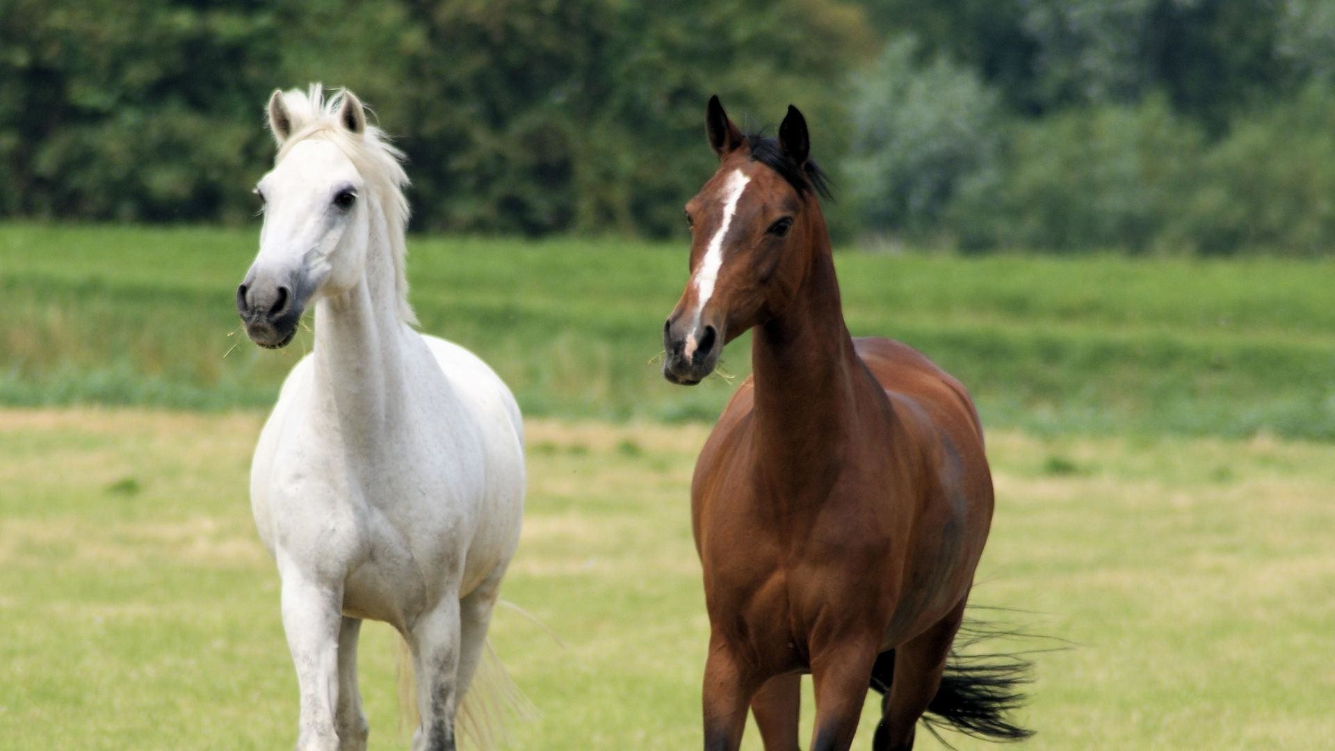 Cavallo bianco, Cavallo baio, Prato, 16:9 Full HD, sfondo widescreen