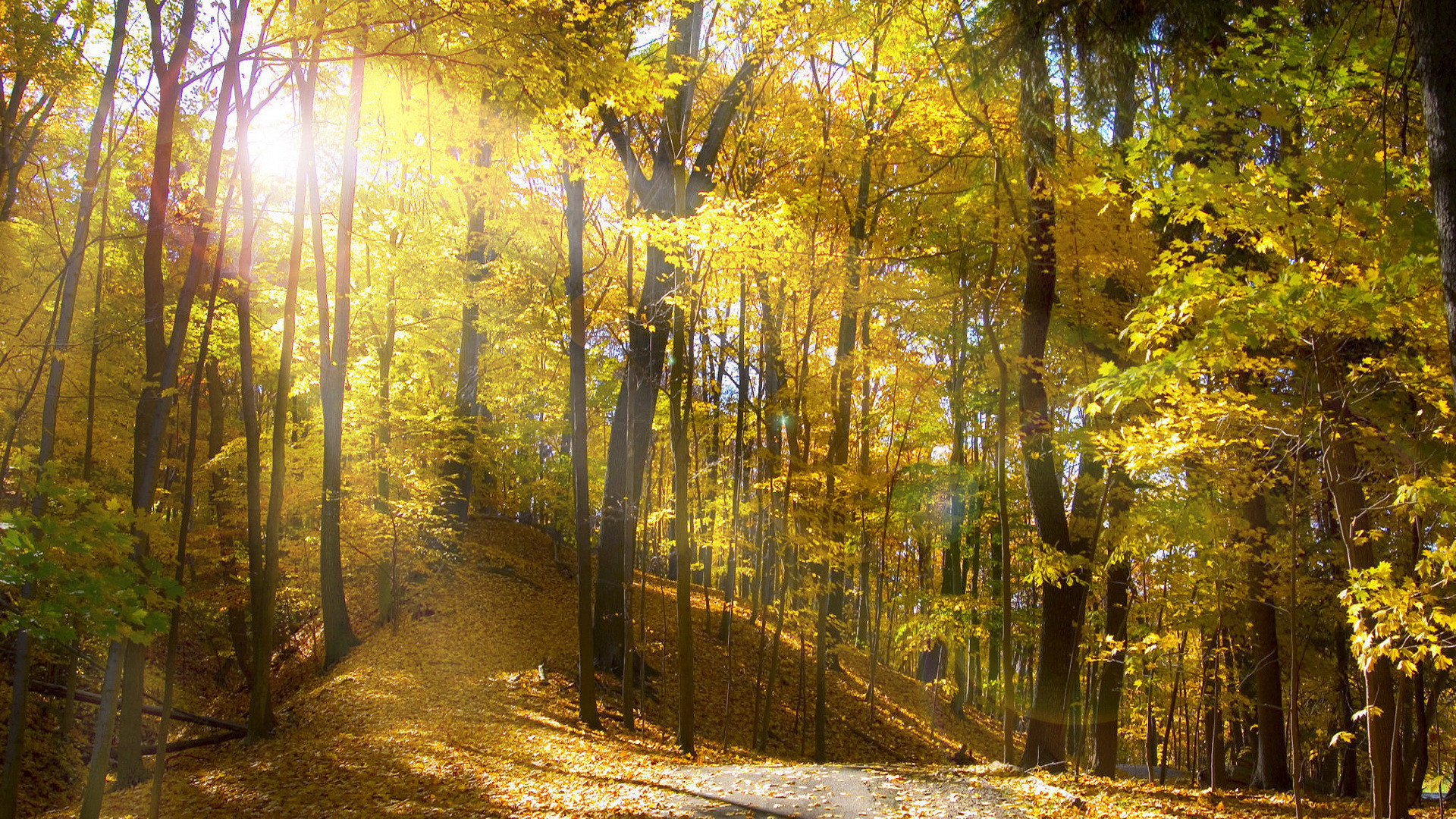 Raggi di sole, Bosco autunnale, Sentiero, Foglie gialle, 16:9 Full HD, wallpaper widescreen