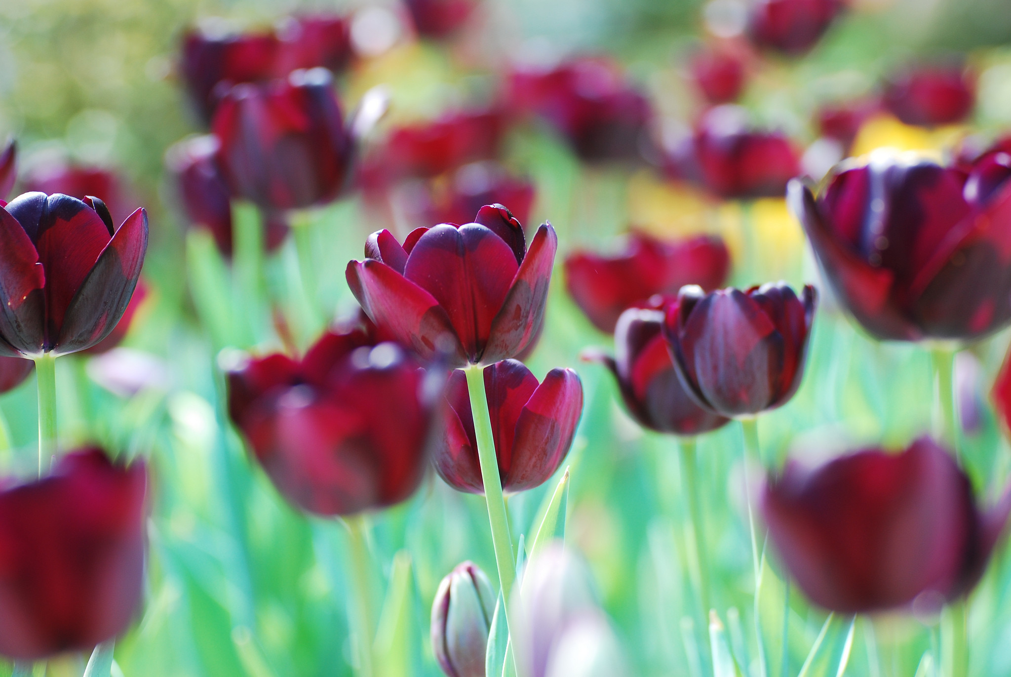 Tulipani, Tulipani bordeaux, Fiori, Primavera, Full HD, sfondo per PC e portatile