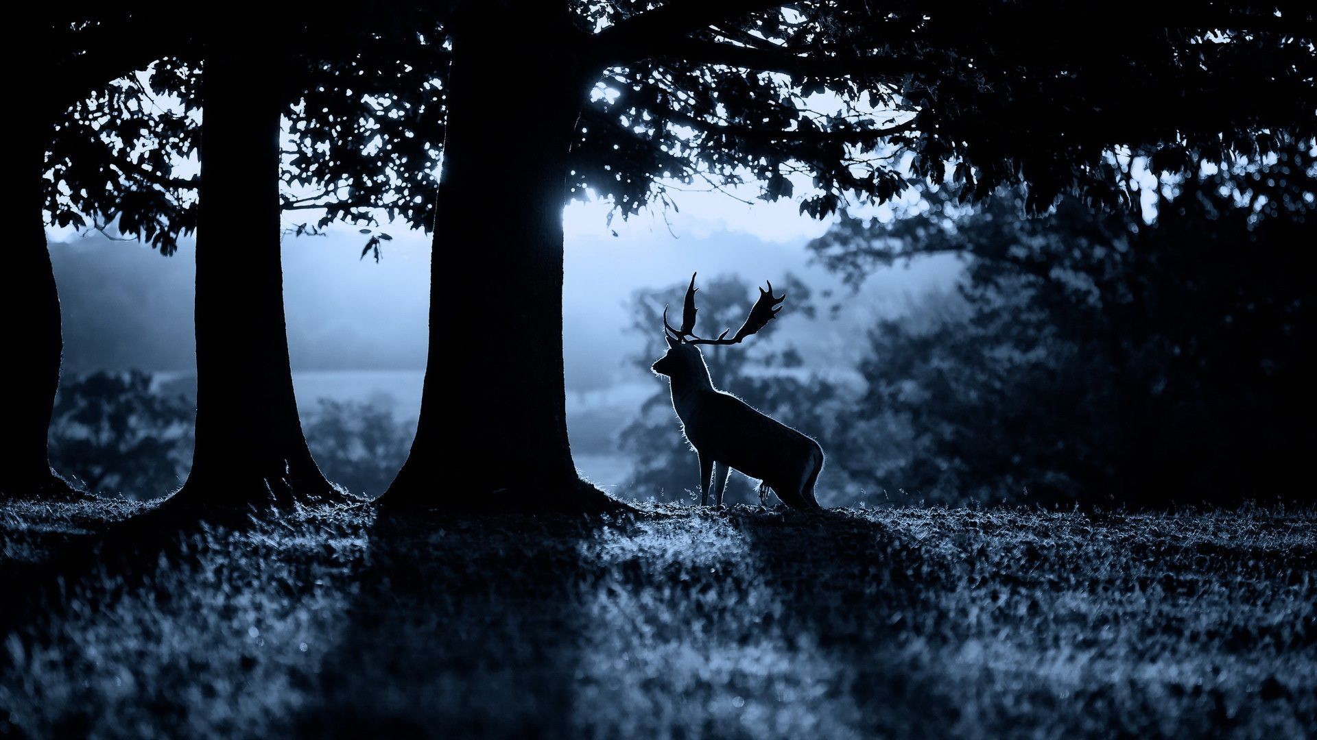 Cervo, Silhouette, Bosco, Nebbia notturna, 16:9 Full HD, sfondo widescreen