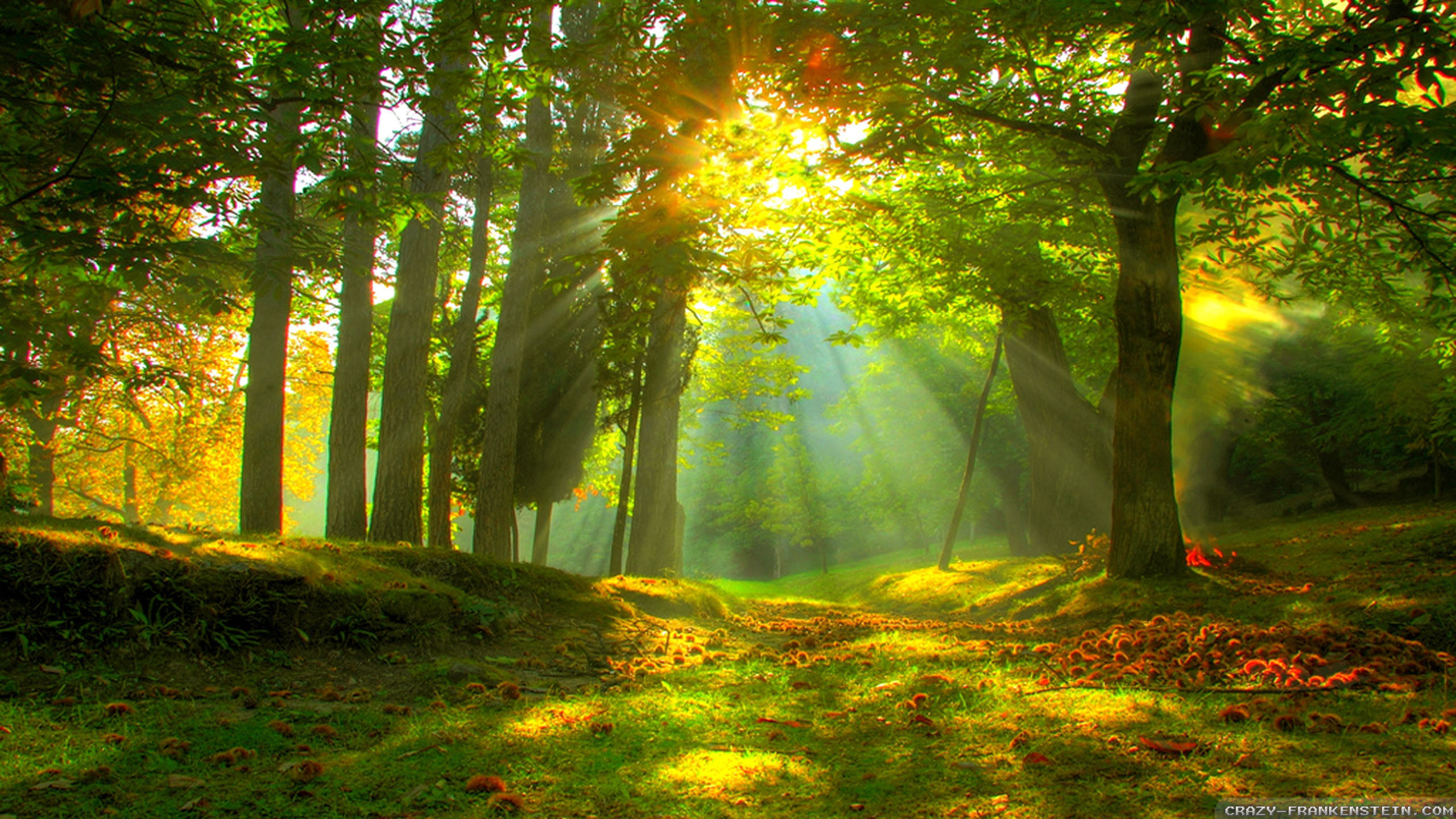 Raggi di sole, Bosco, Prato, Luce dorata, 2K, sfondo per PC e portatile