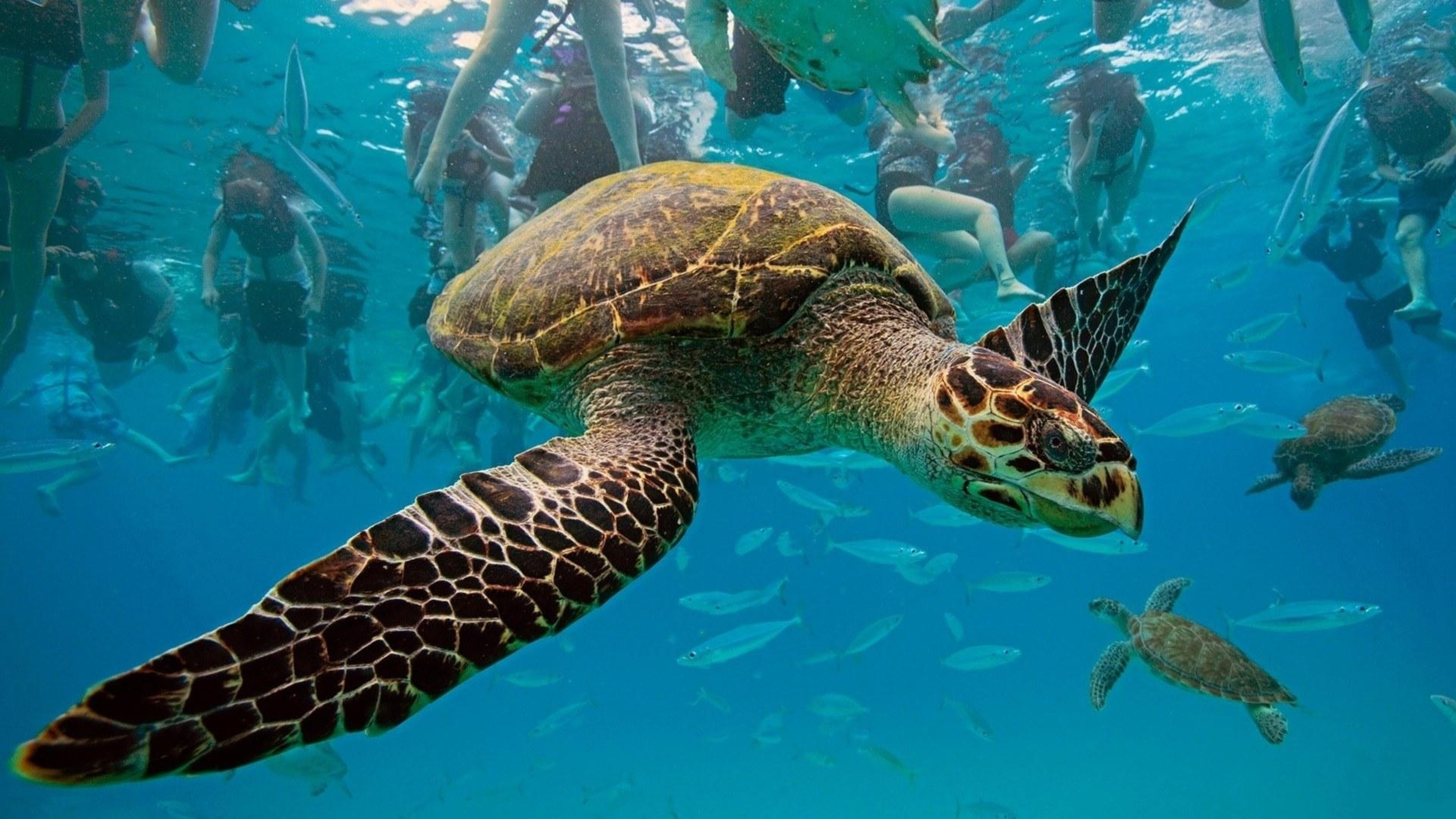Tartaruga embricata, Tartaruga marina, Nuotatori, Pesci, 4K, sfondo per portatile