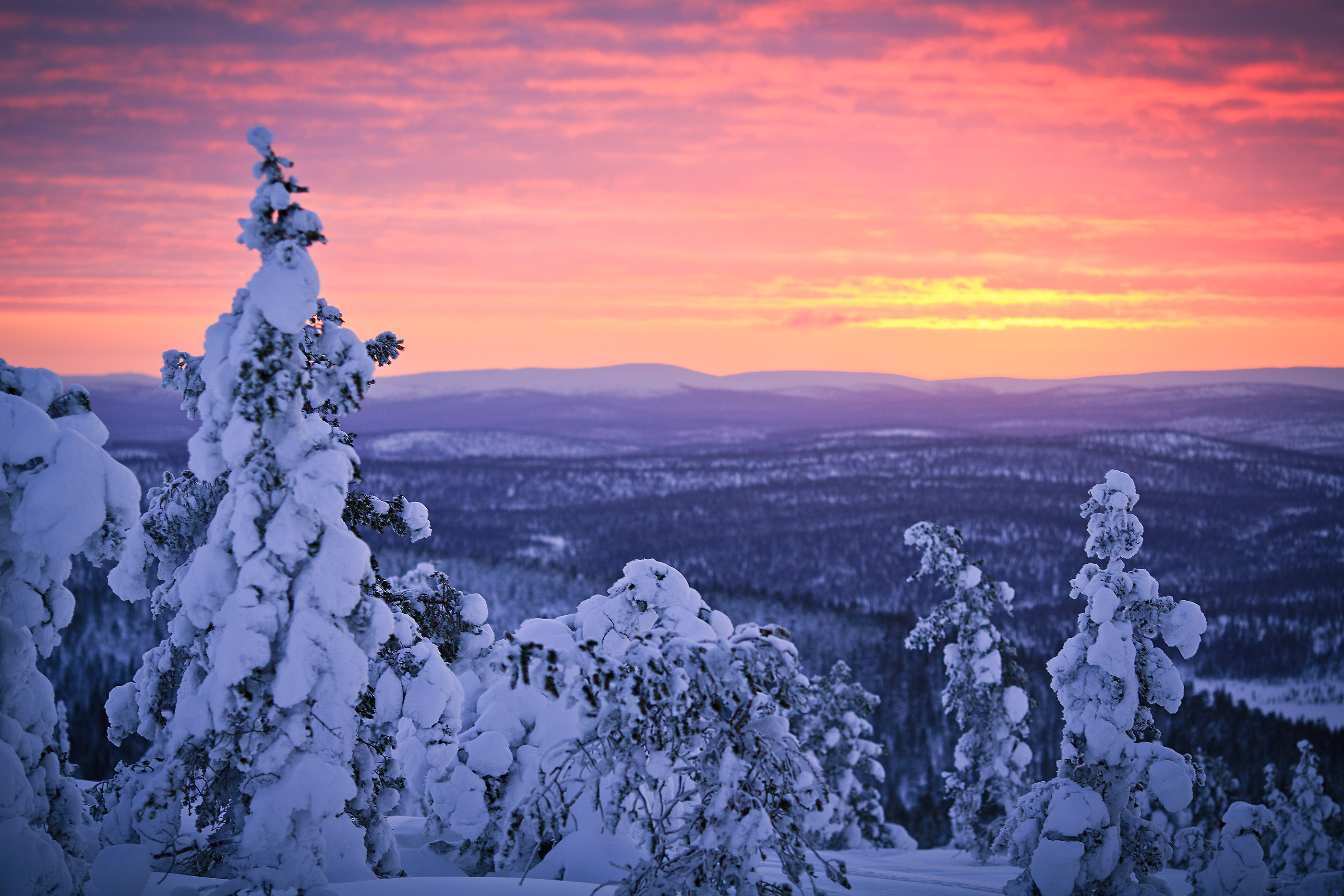 Alberi innevati, Tramonto, Inverno, Panorama, 2K, wallpaper per PC