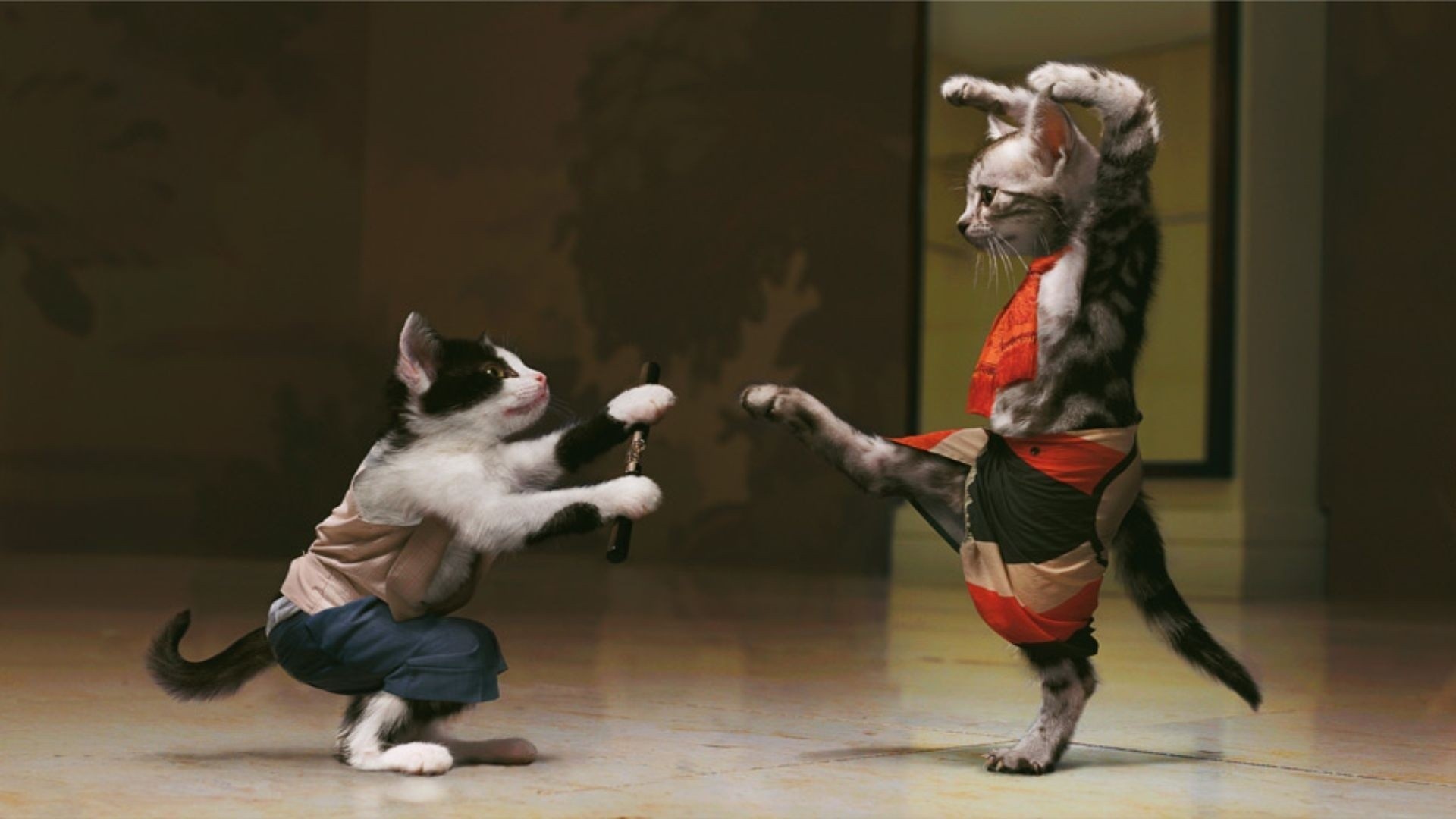 Gatti kung fu, Gattini, Costumi, Combattimento, 1920x1080, sfondo per PC
