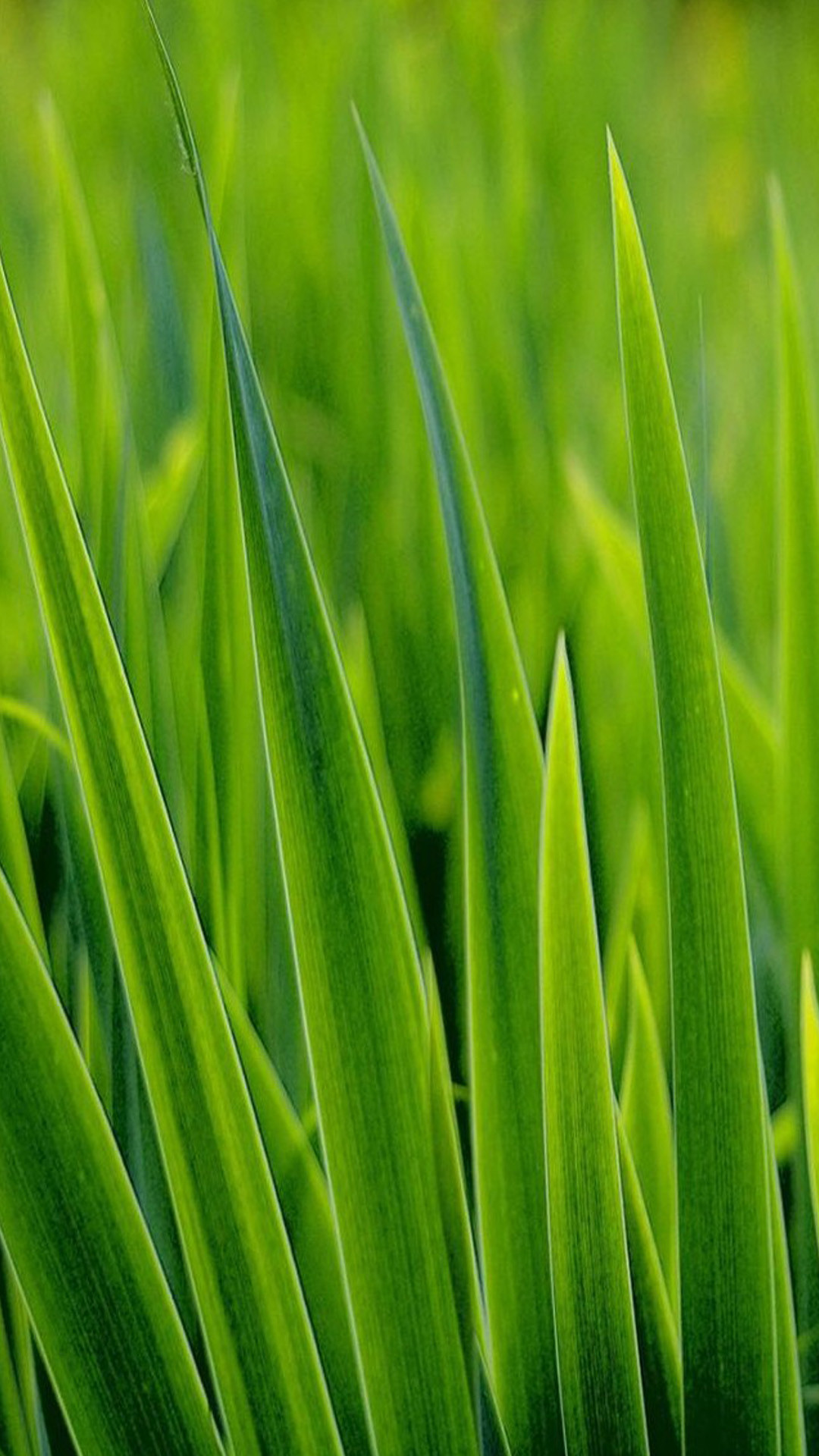 Erba, Fili d'erba, Macro, Full HD, sfondo per smartphone