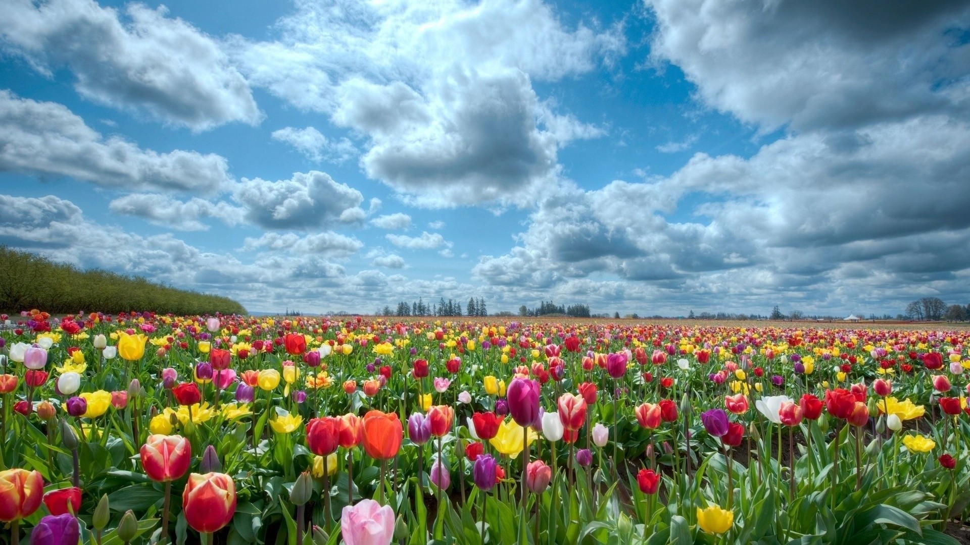 Campo di tulipani, Tulipani colorati, Nuvole, Cielo, 1920x1080, sfondo per PC