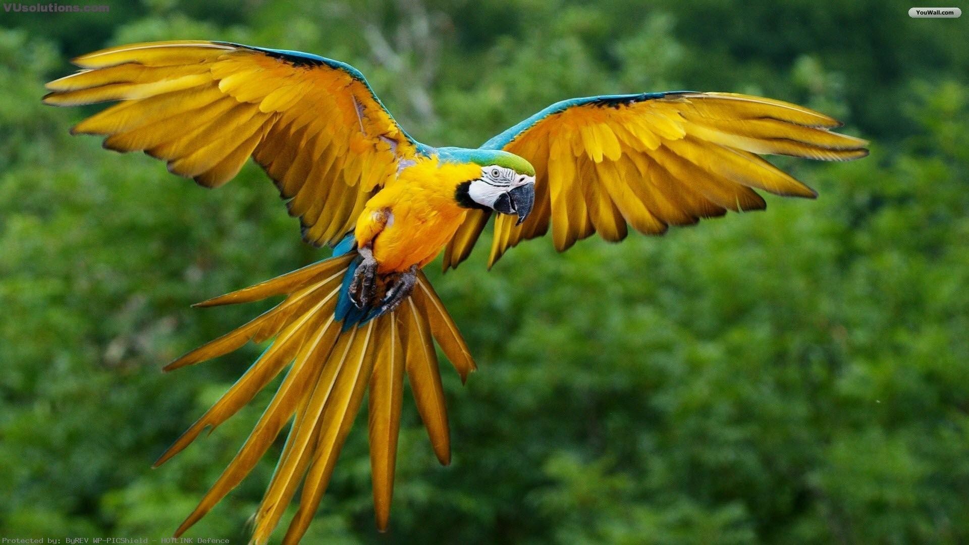 Ara gialloblu, Pappagallo, Volo, Foresta, Full HD, wallpaper PC
