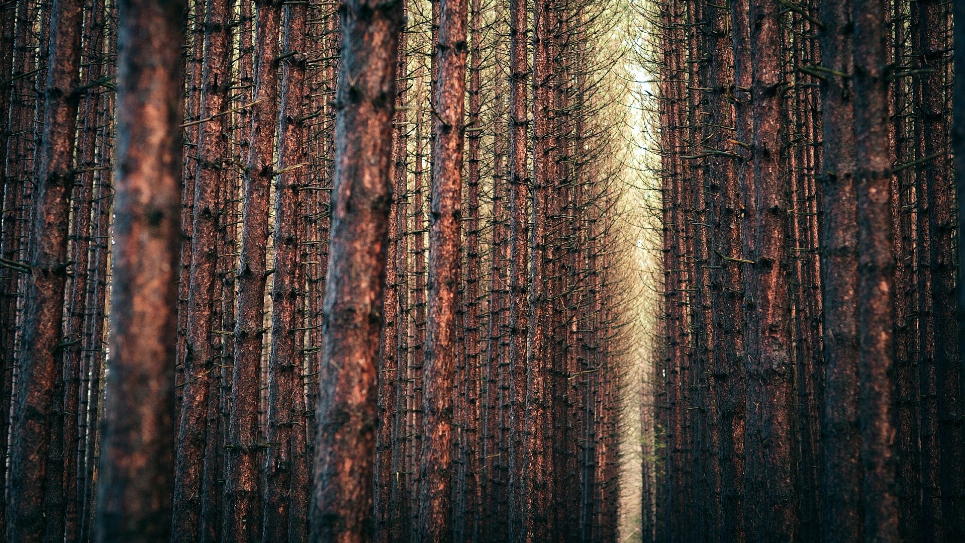 Foresta, Tronchi, Pini, Prospettiva, Full HD 1080p, sfondo desktop