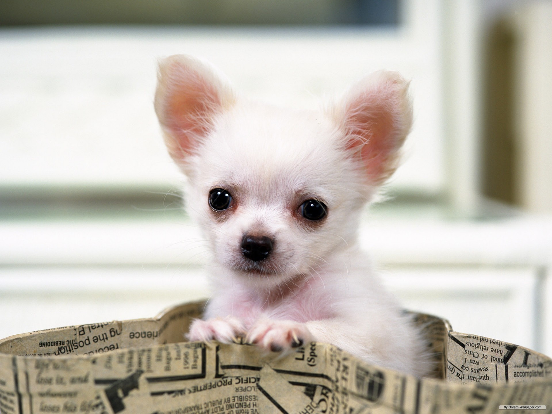Chihuahua, Cucciolo, Bianco, Giornale, Full HD, schermata di blocco iPad