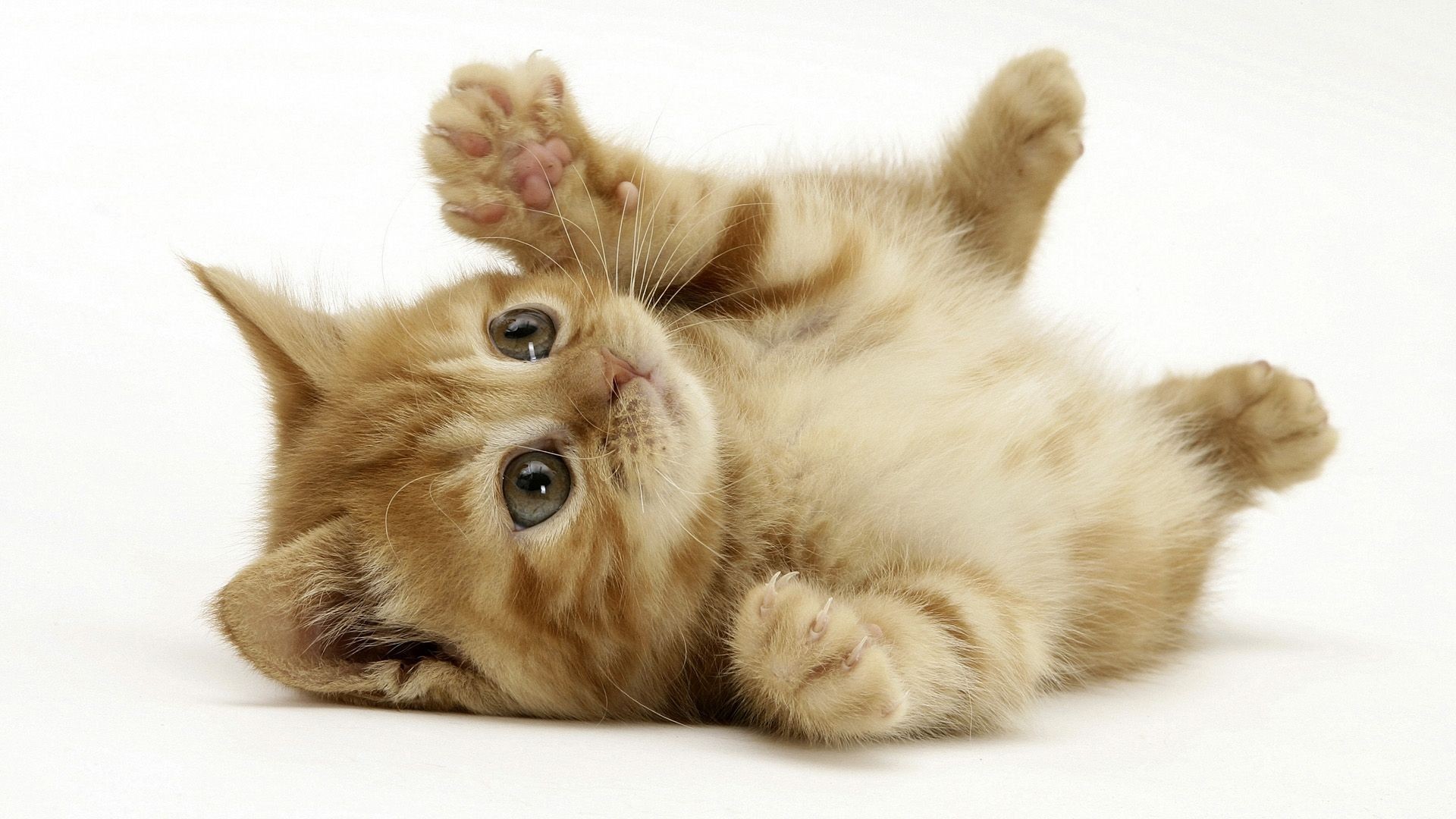 Gattino rosso, Zampe alzate, Sfondo bianco, Tenero, Full HD, wallpaper desktop