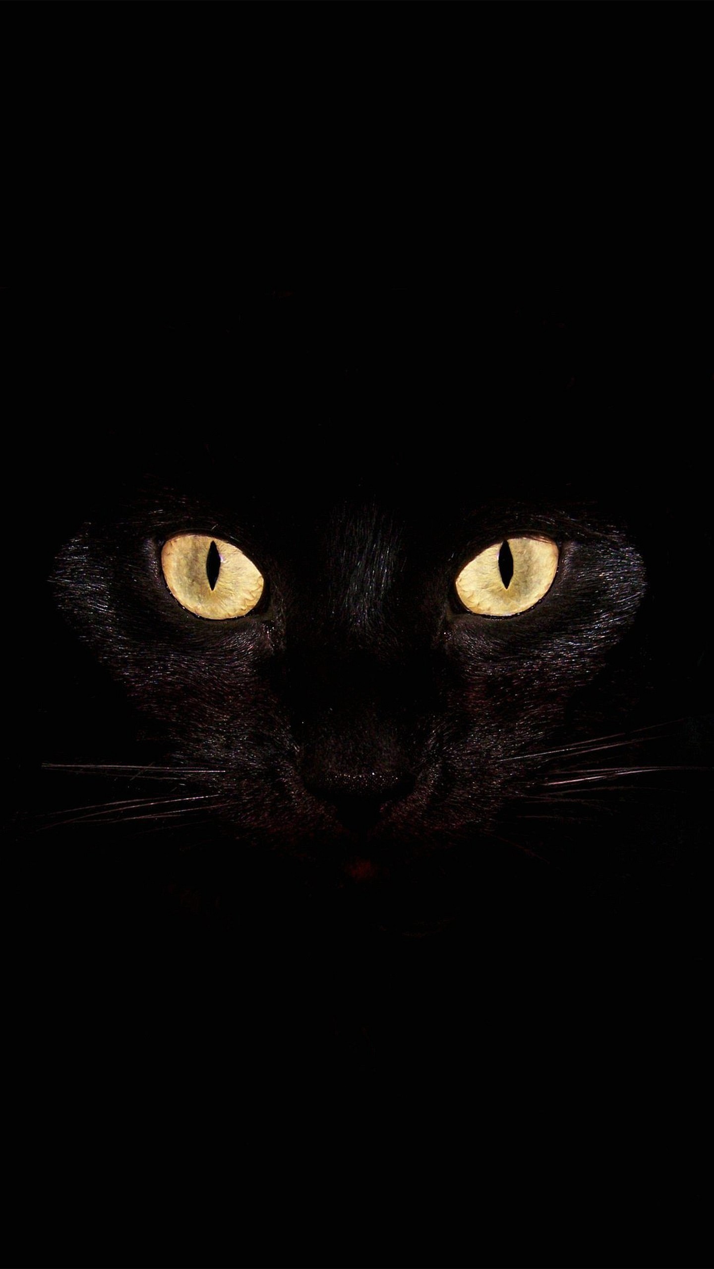 Gatto nero, Occhi, Sfondo nero, QHD+, wallpaper per cellulare