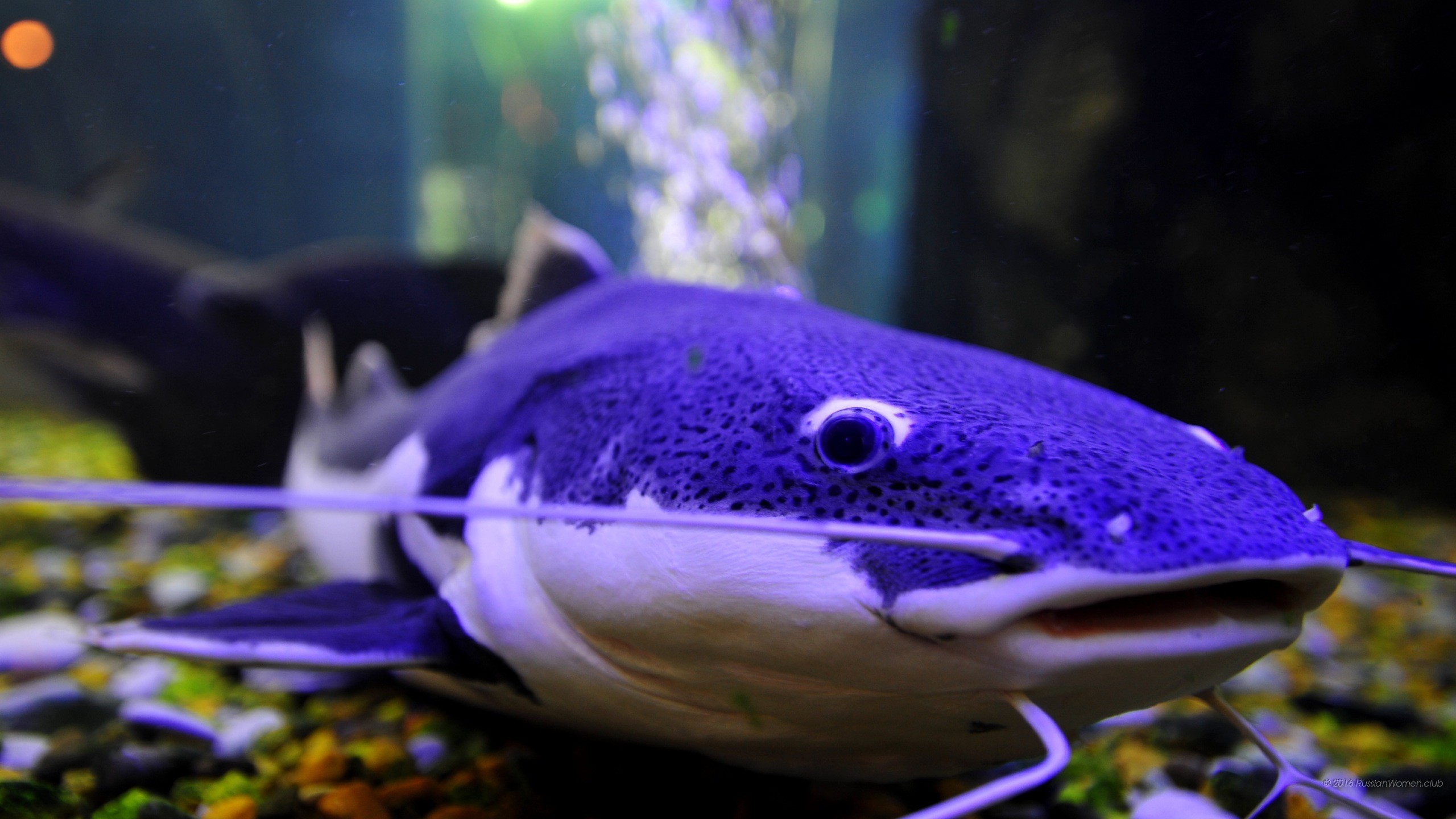 Pesce gatto, Acquario, Viola, 2K, sfondo desktop