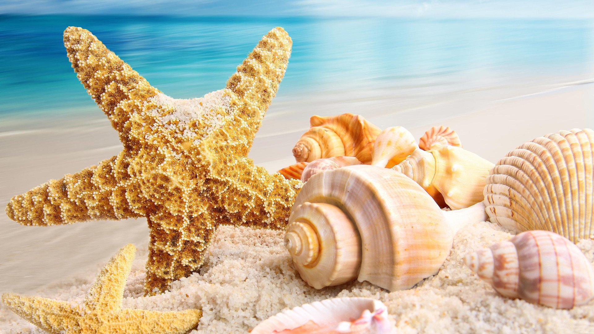 Stelle marine, Conchiglie, Spiaggia, 16:9 Full HD, sfondo widescreen