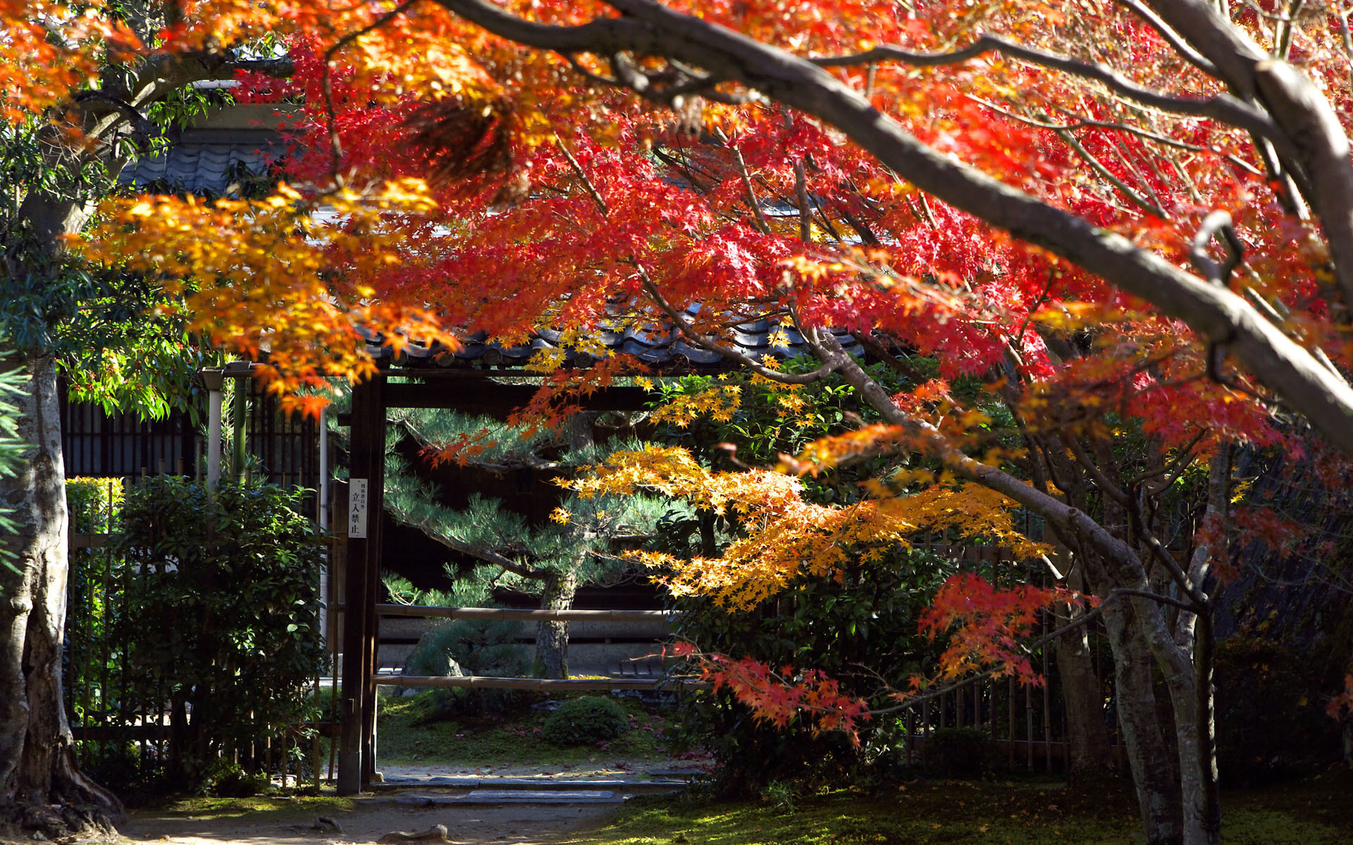 Giappone, Giardino, Aceri rossi, Autunno, 1920x1200, sfondo MacBook Pro
