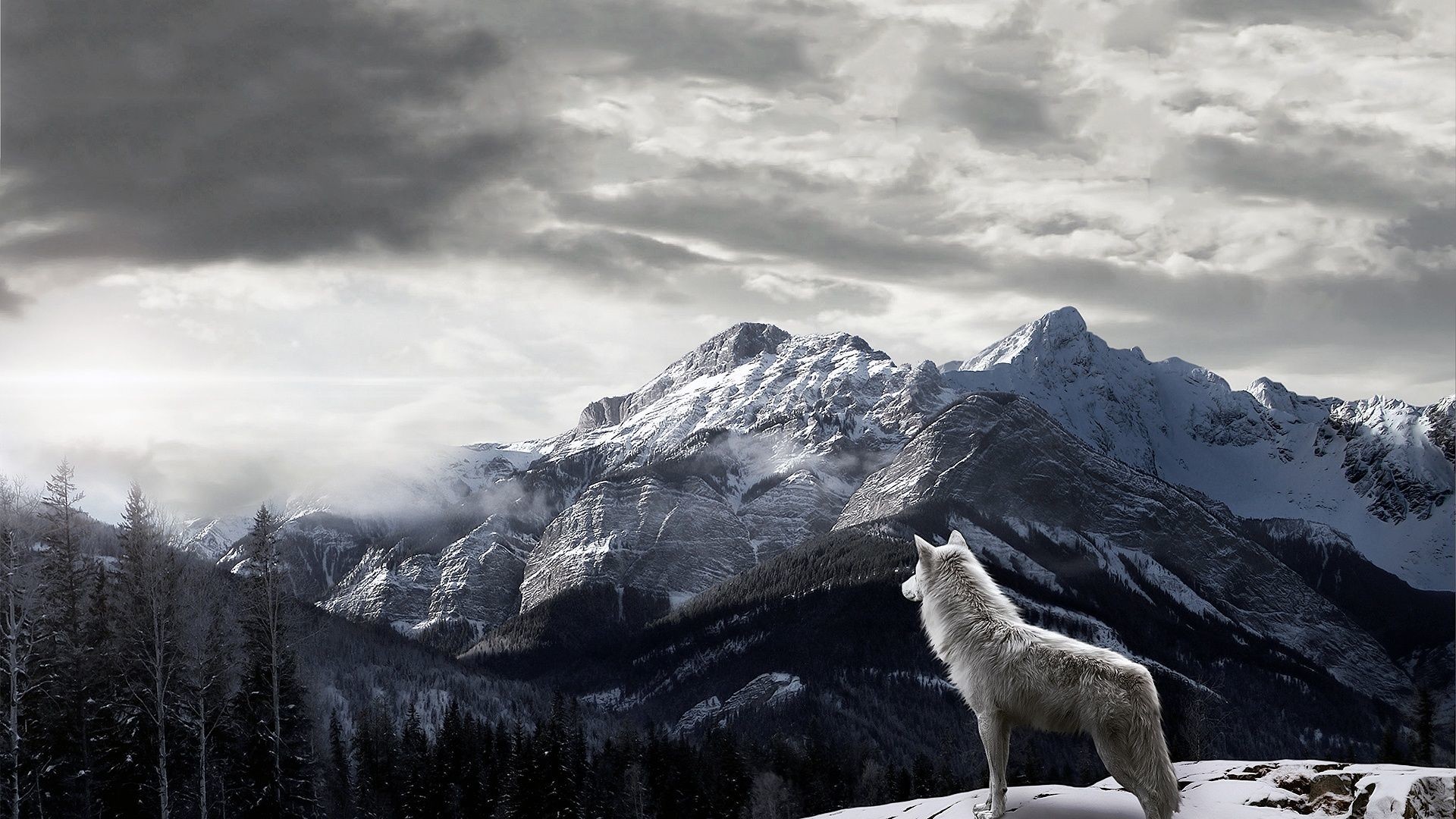 Lupo bianco, Montagne innevate, Nuvole, Full HD, sfondo desktop