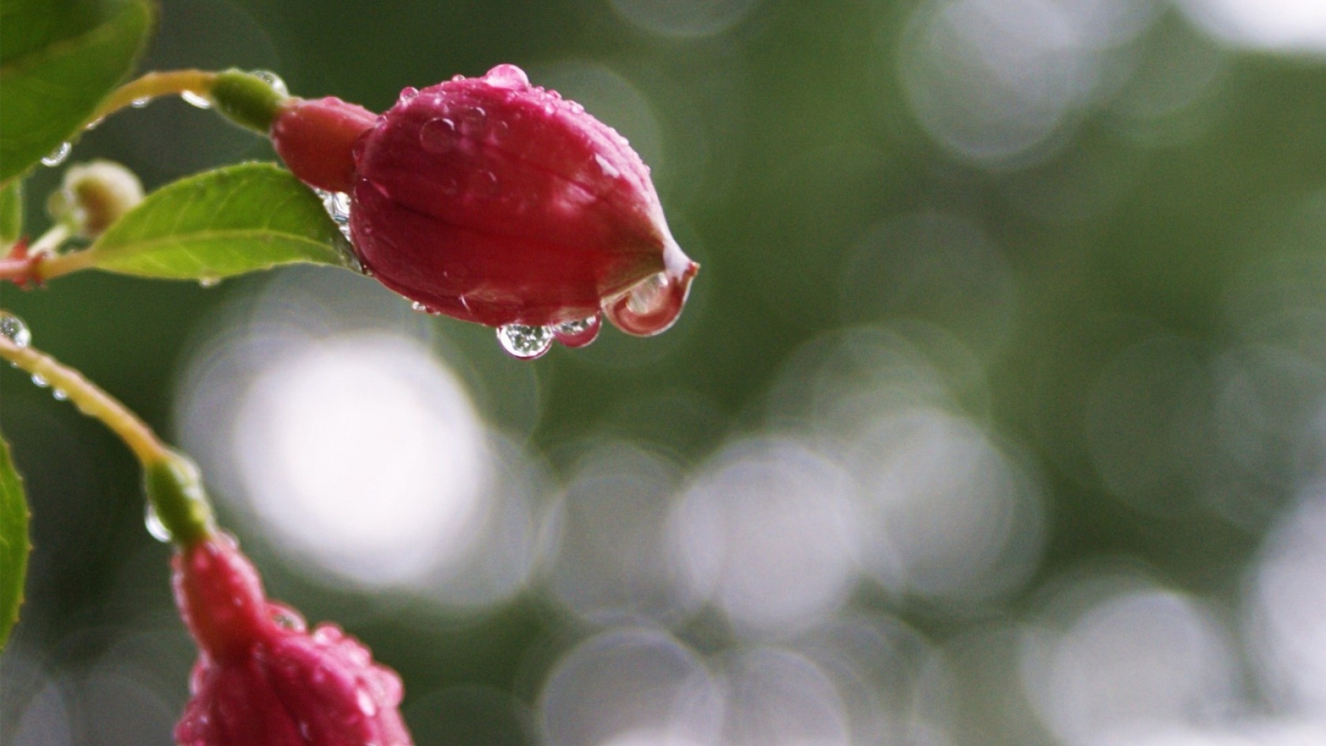 Fucsia, Boccioli, Gocce d'acqua, Bokeh, 16:9 Full HD, sfondo widescreen
