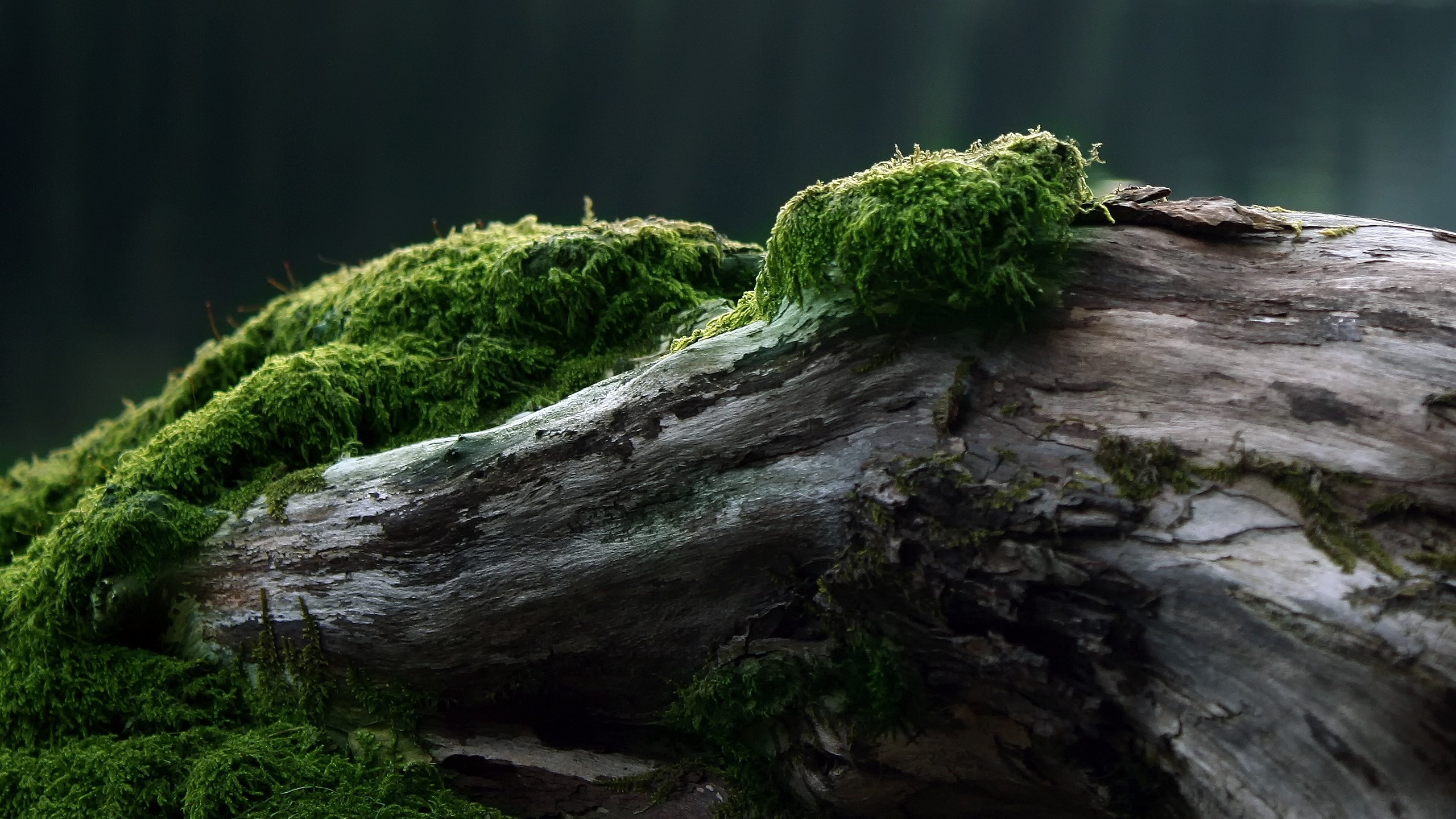Tronco, Muschio, Macro, Verde, 2560x1440, sfondo per PC