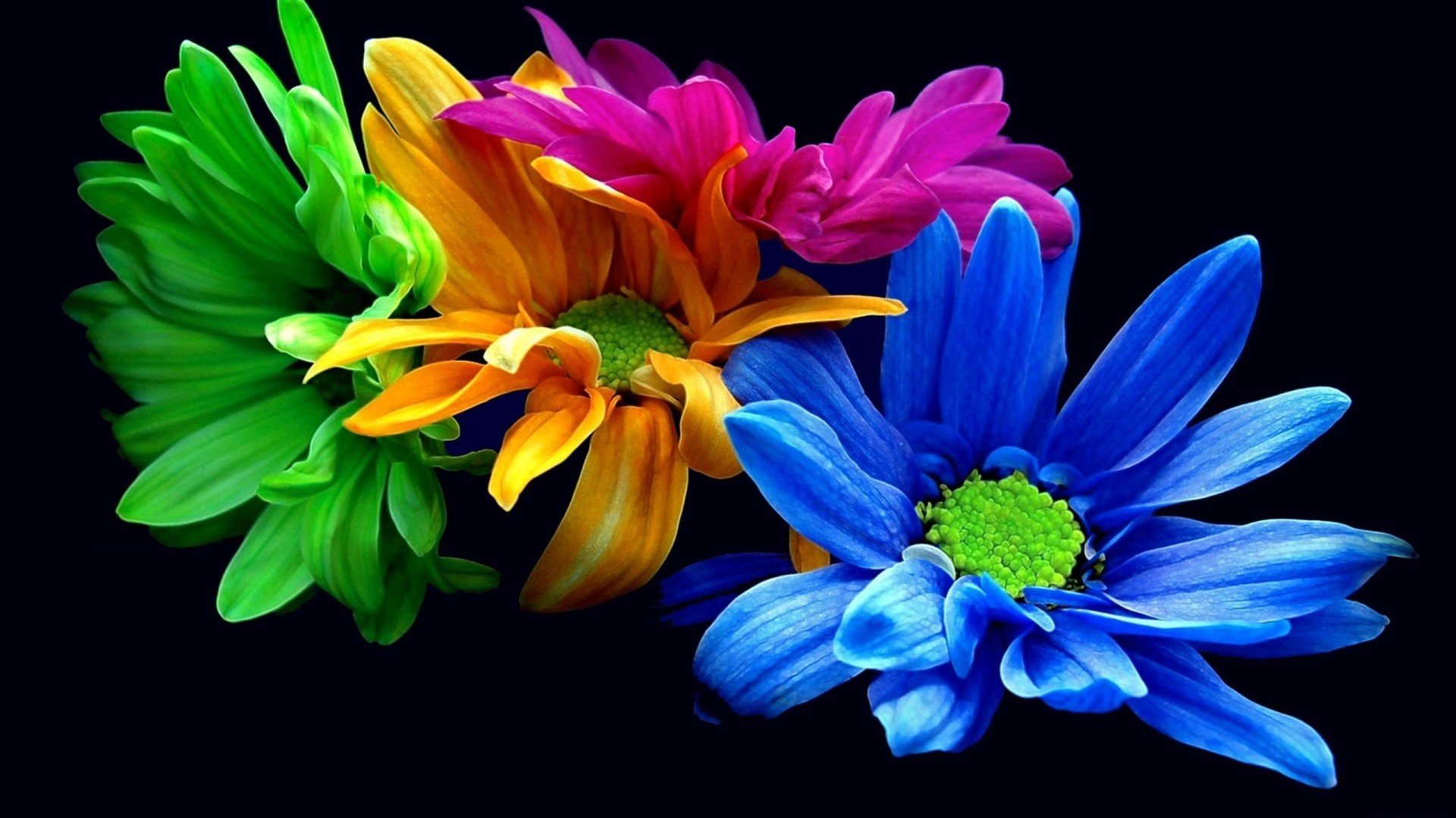 Margherite colorate, Sfondo nero, Arcobaleno, Full HD, wallpaper per computer