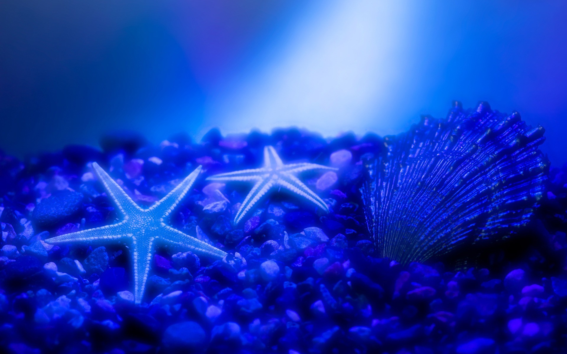 Stelle marine, Conchiglia, Ciottoli, Blu, Full HD, sfondo per portatile