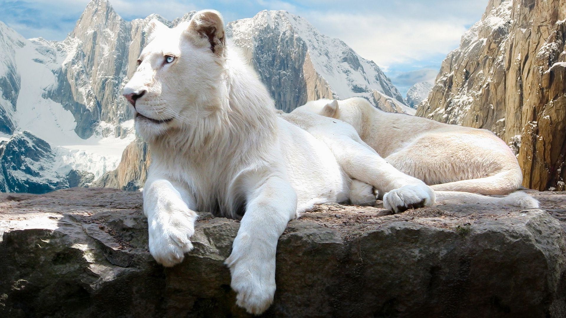 Leone bianco, Leonessa, Montagne innevate, Fotomontaggio, Full HD, sfondo desktop