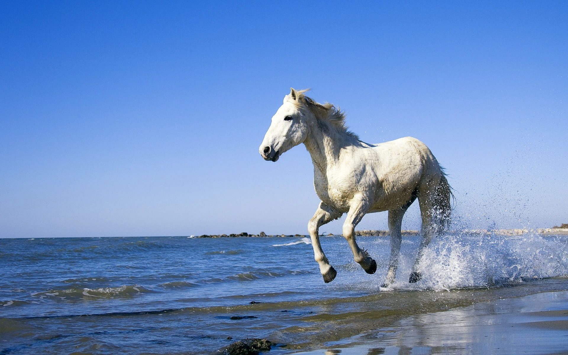 Cavallo bianco, Mare, Spiaggia, Spruzzi, Full HD, sfondo per PC