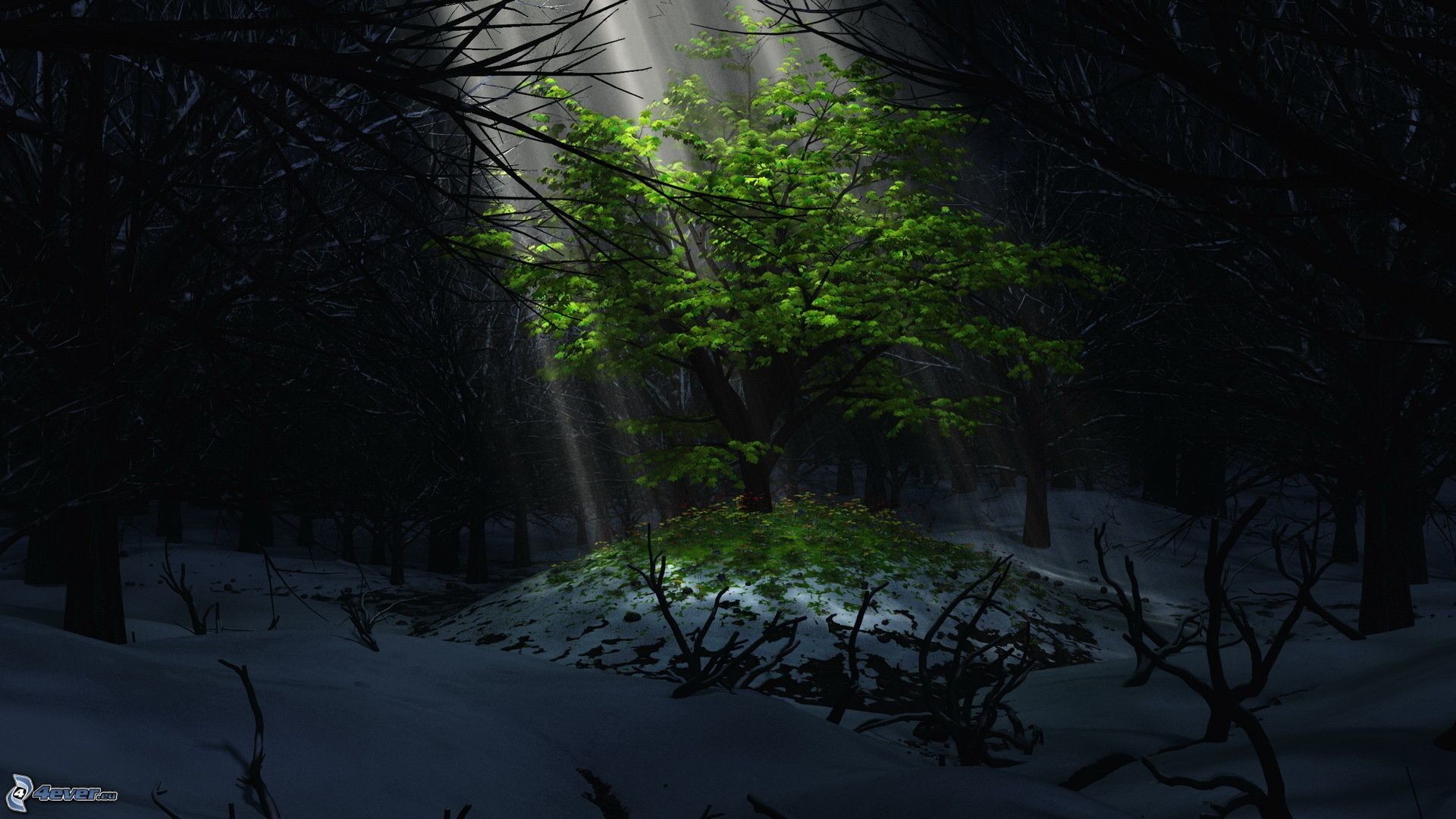 Albero, Foresta, Neve, Raggi di luce, 16:9 Full HD, sfondo widescreen