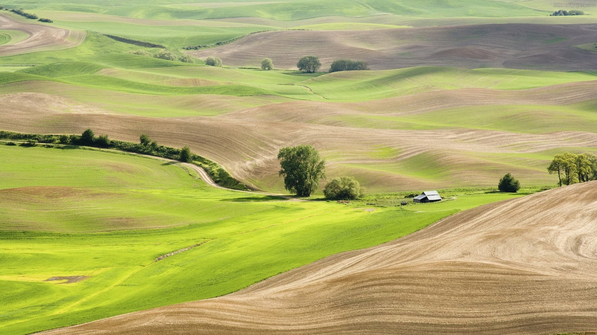 Palouse, Colline, Campi, Paesaggio rurale, Full HD, sfondo Windows 11