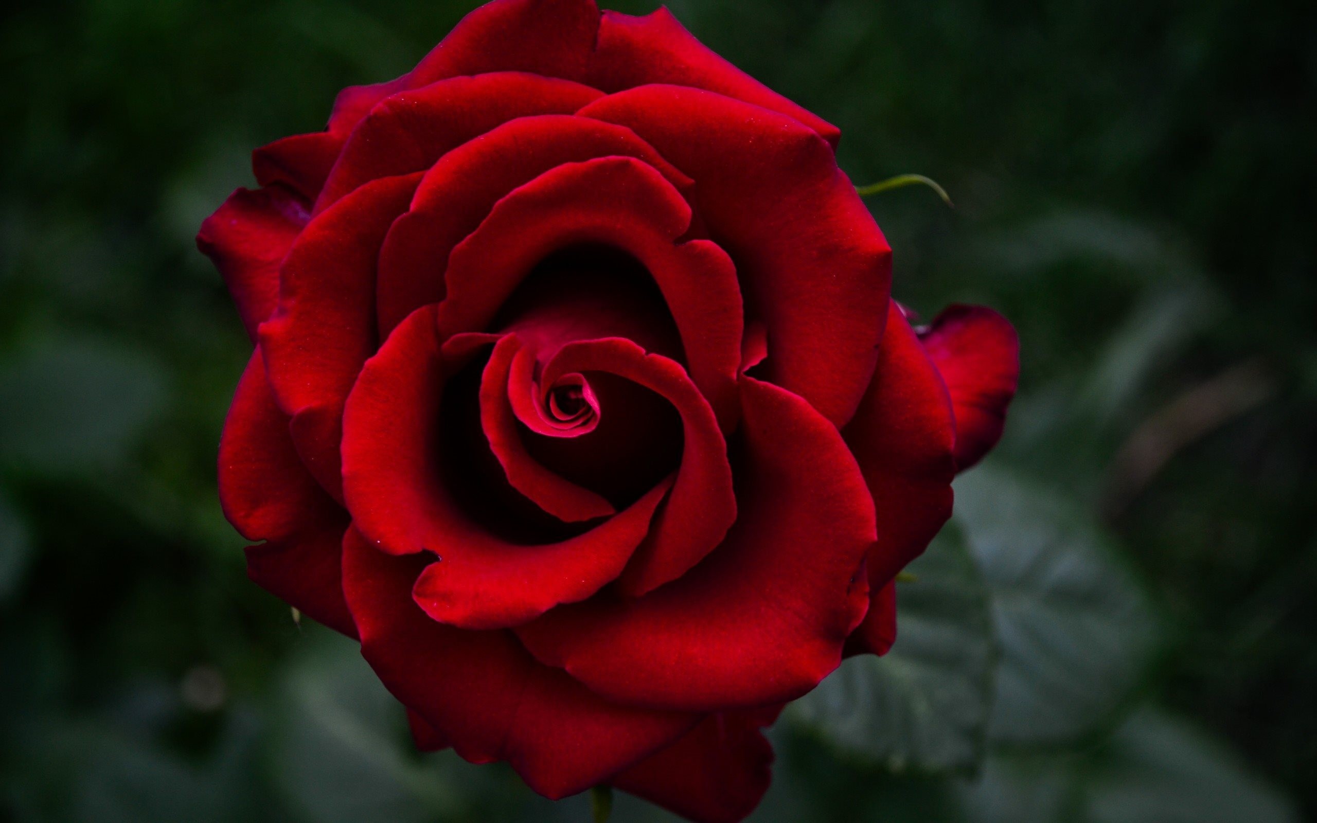 Rosa rossa, Fiore, Primo piano, Bordeaux, 2K 1600p, sfondo desktop