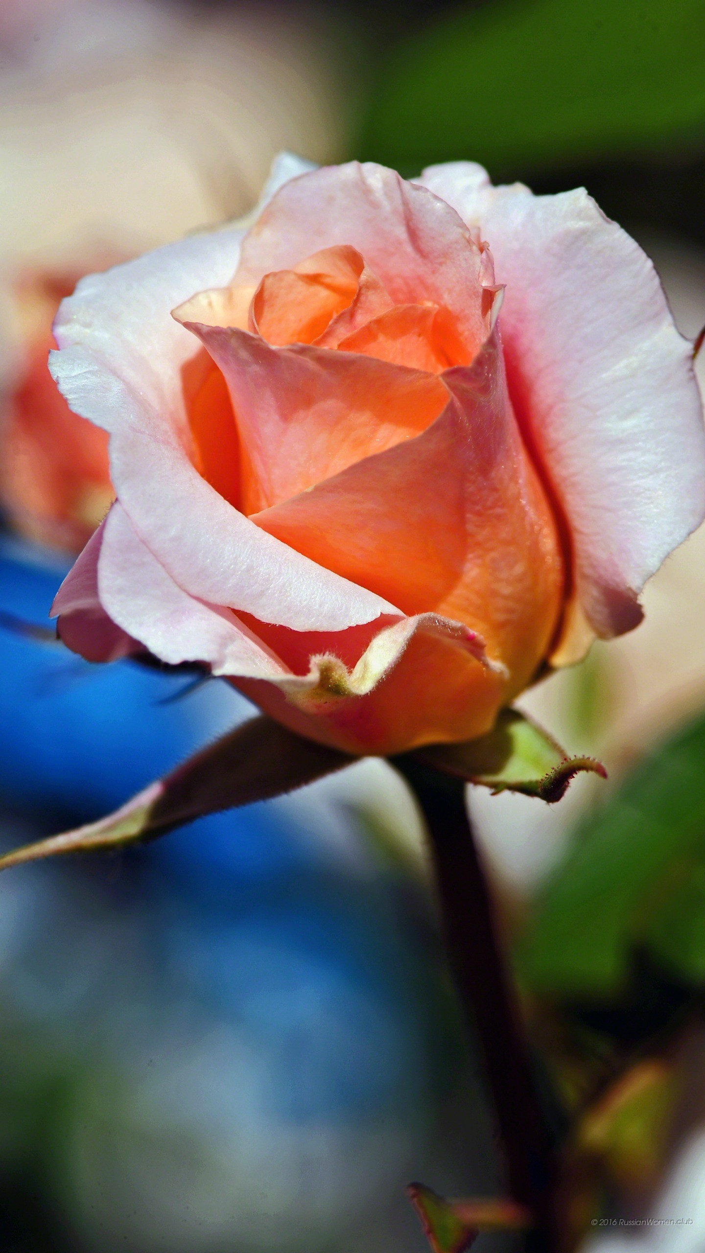 Rosa, Fiore pesca, Macro, QHD+, sfondo per iPhone e Android