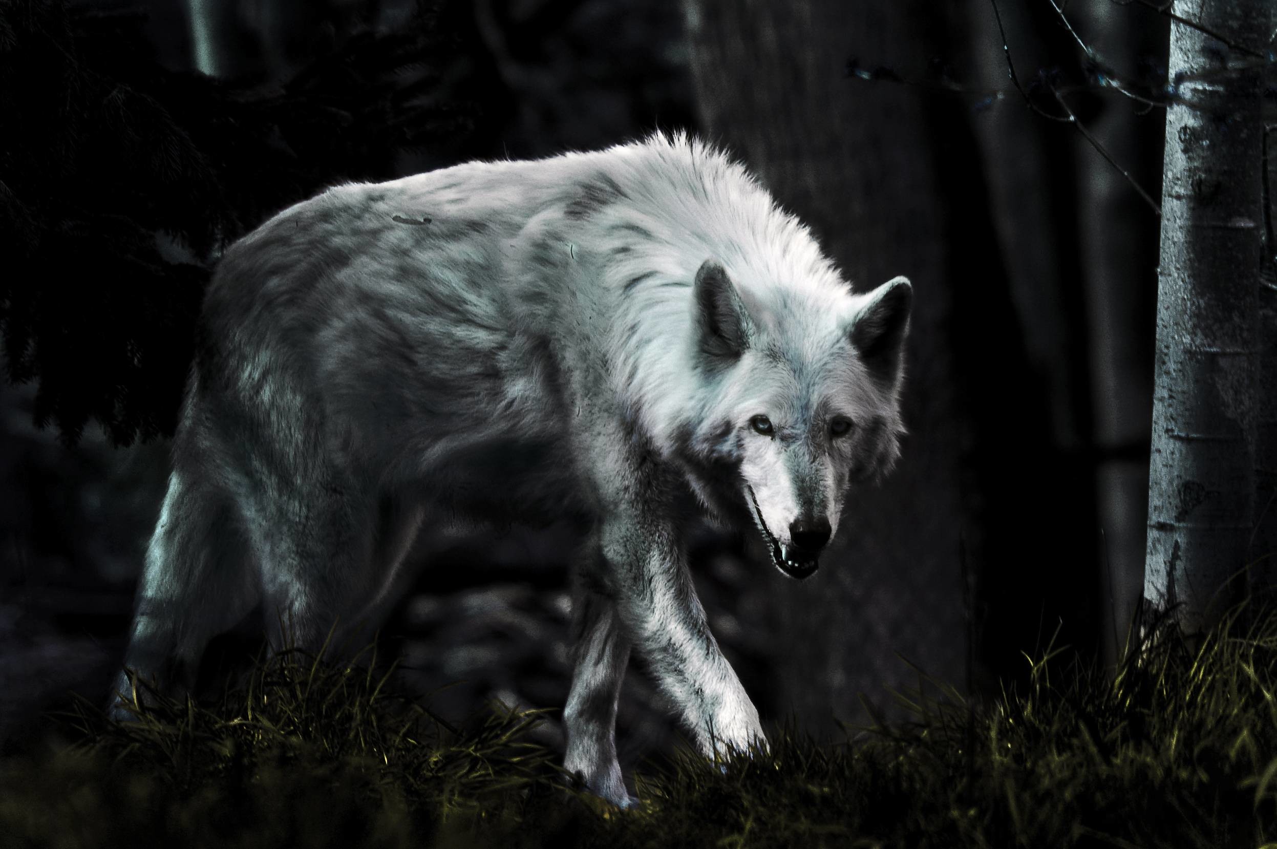 Lupo bianco, Bosco, Notte, Betulle, Atmosfera cupa, Full HD, sfondo per PC e portatile
