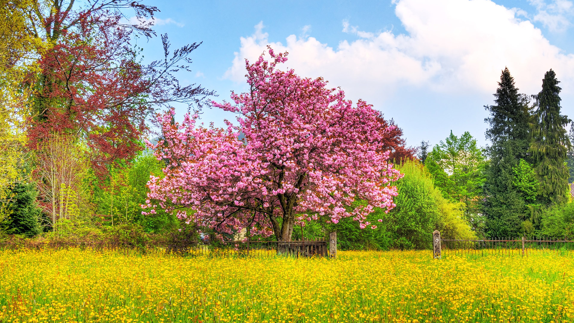 Ciliegio in fiore, Parco, Prato, Fiori gialli, Full HD, sfondo per portatile