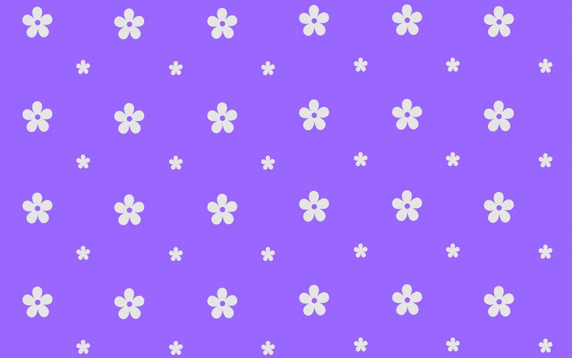 Viola, Fiori bianchi, Motivo, 16:10 Full HD, sfondo widescreen