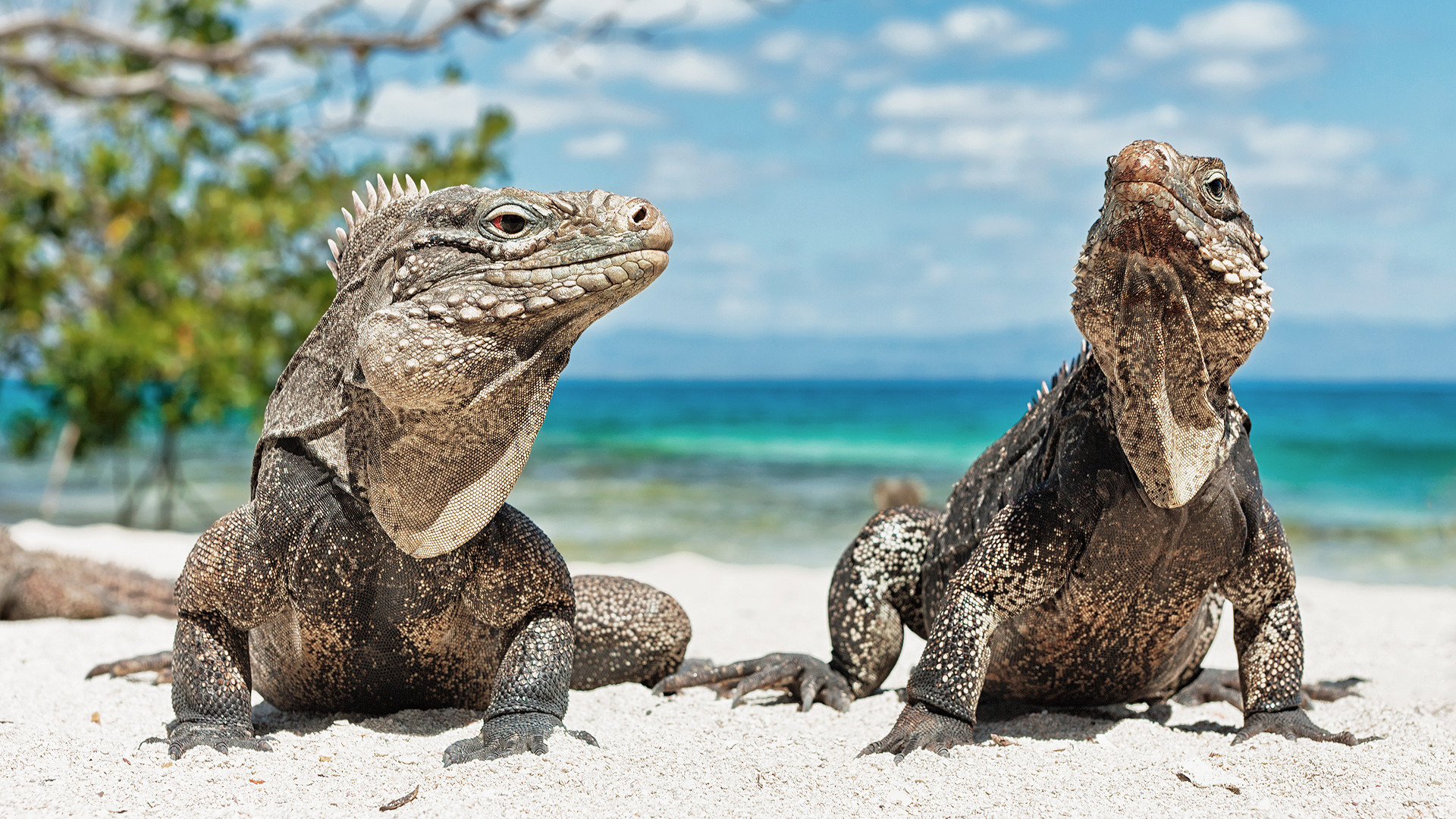 Iguane, Spiaggia, Mare turchese, Rettili, 1920x1080, sfondo per PC