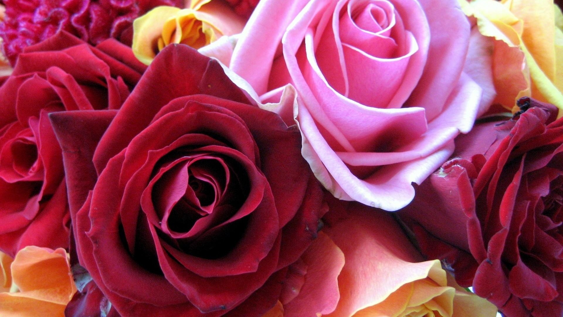 Rose rosse, Rose rosa, Mazzo, Petali, Full HD, wallpaper per portatile