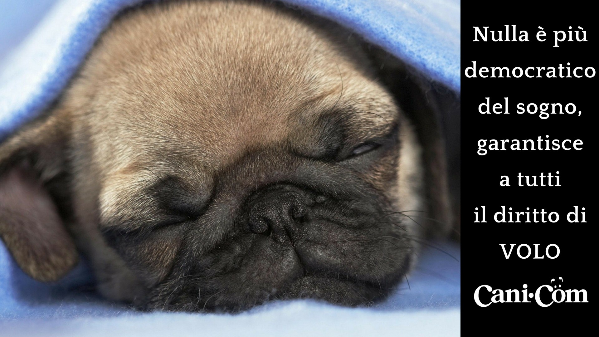 Carlino, Cucciolo, Dormire, Citazione, 1920x1080, wallpaper desktop