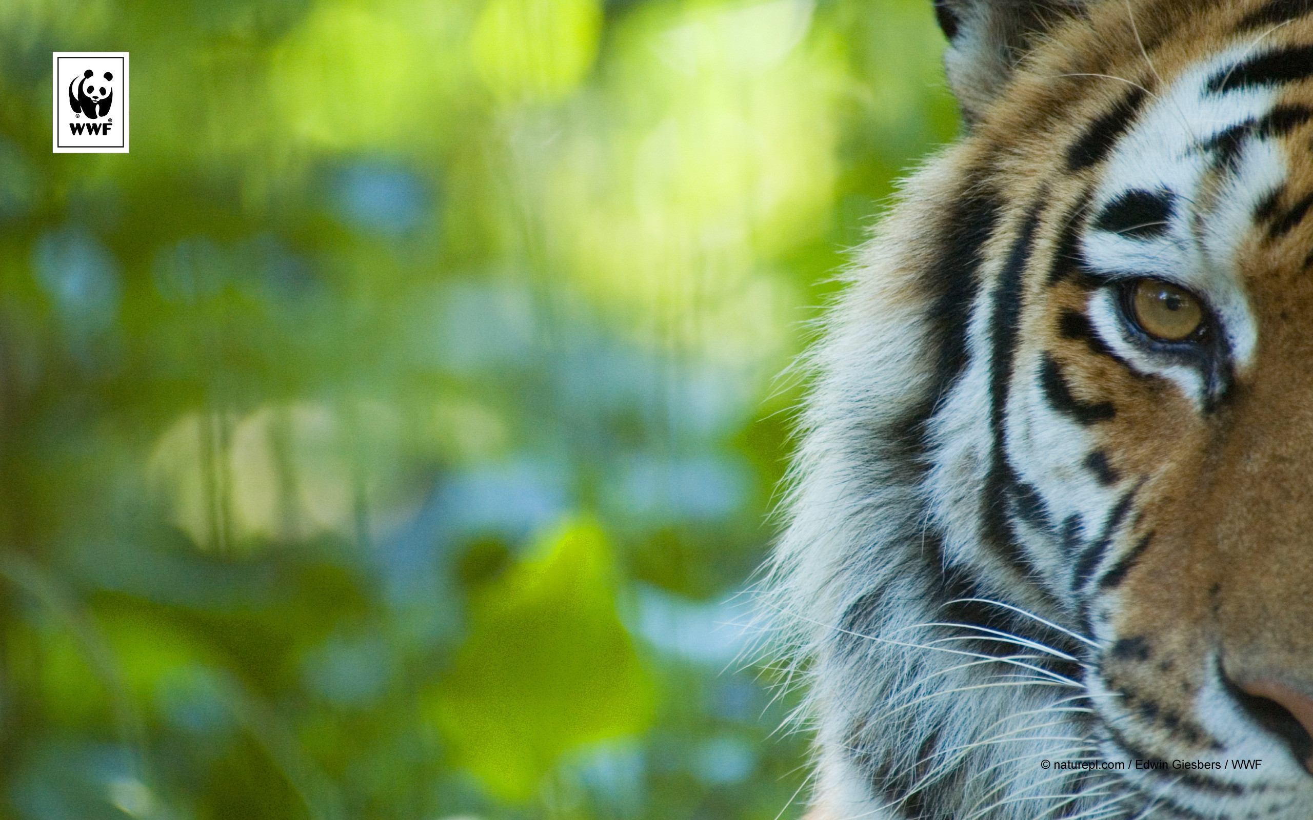 Tigre, Occhio, Bokeh, Primo piano, 16:10 2K, sfondo widescreen