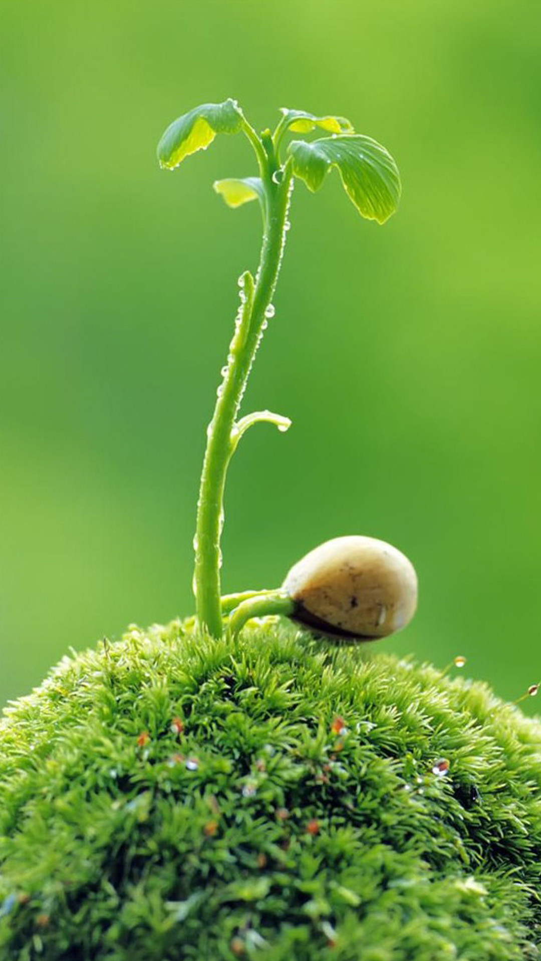 Germoglio, Muschio, Lumaca, Macro, Full HD, schermata di blocco del cellulare