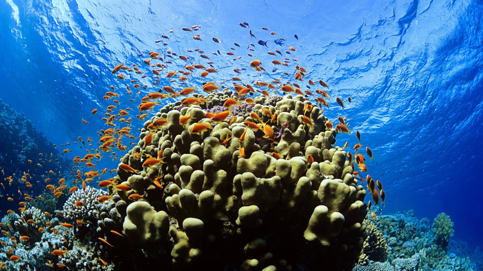 Barriera corallina, Anthias, Corallo, Pesci arancioni, 1920x1080, sfondo per PC