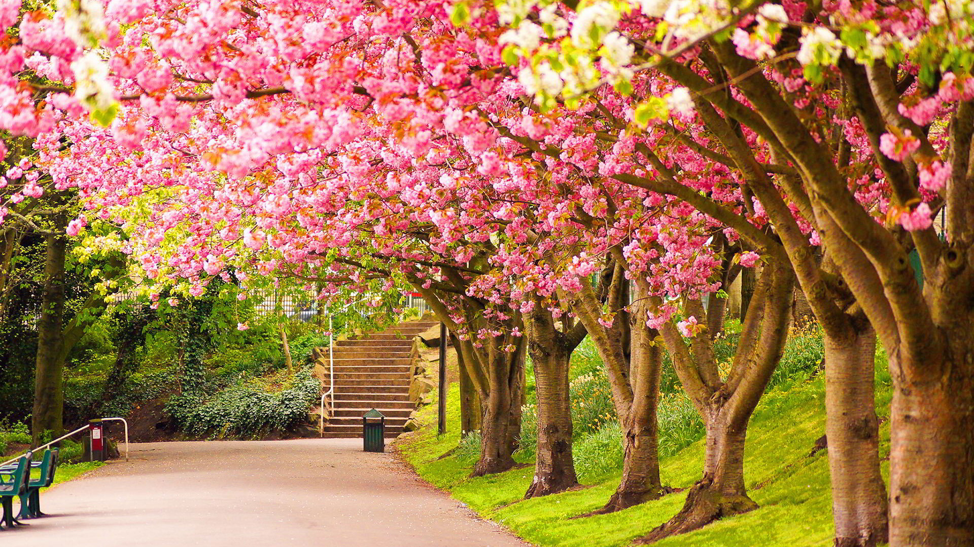 Ciliegi in fiore, Parco, Viale, Primavera, Full HD, sfondo Windows 11