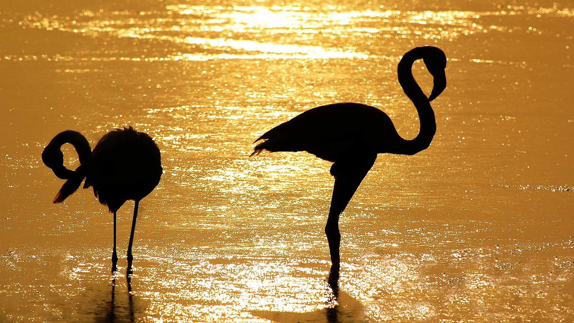 Fenicotteri, Silhouette, Acqua dorata, Tramonto, Uccelli, Full HD, sfondo per desktop