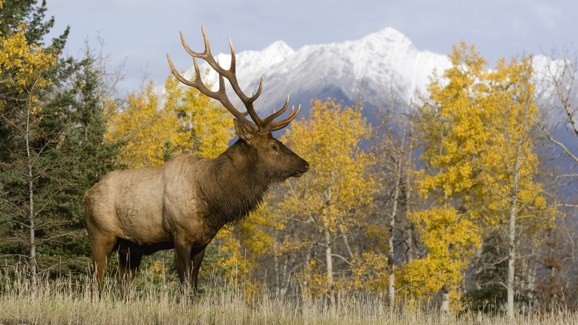 Wapiti, Montagne innevate, Pioppi tremuli, Autunno, 1920x1080, wallpaper desktop