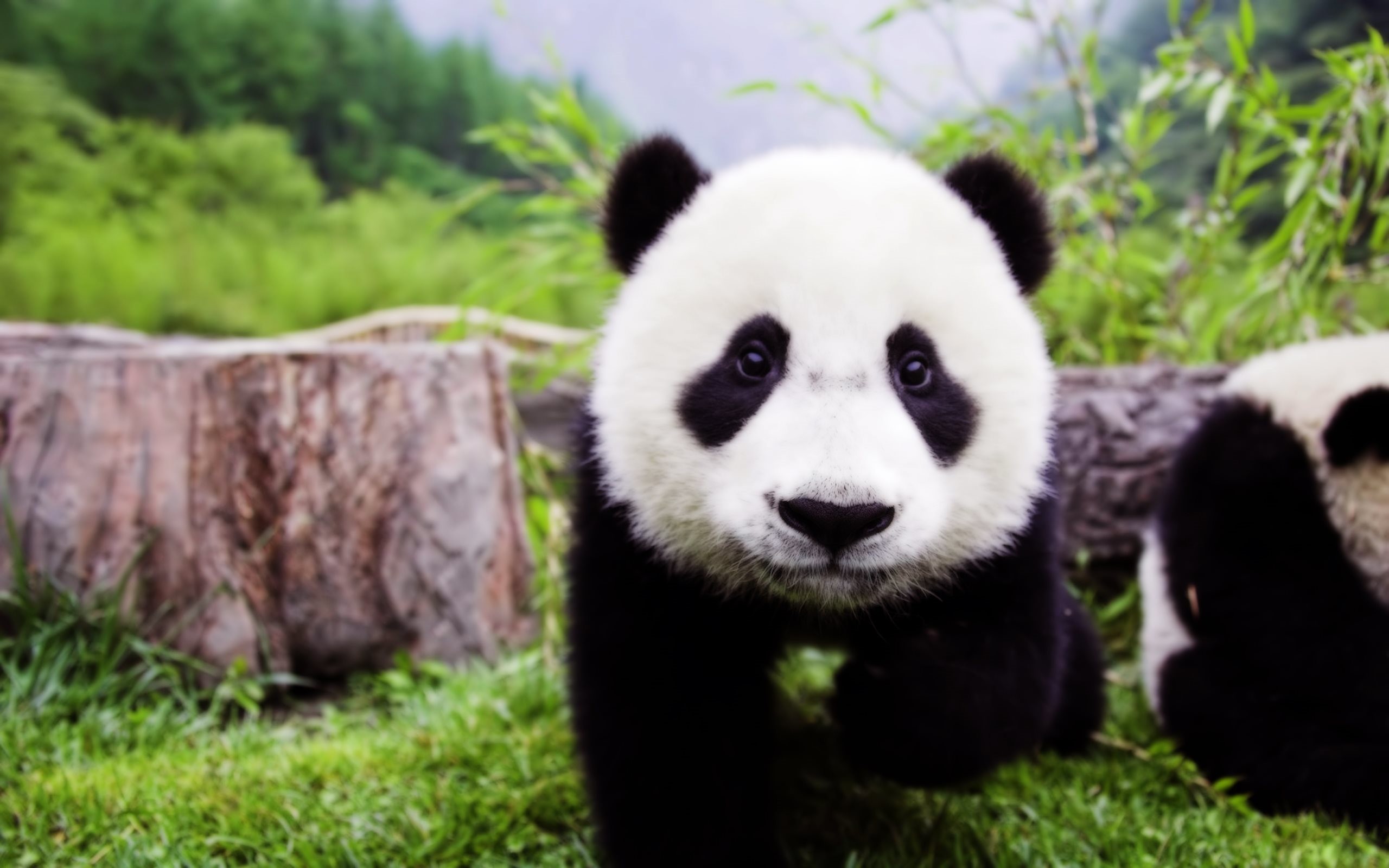 Cucciolo di panda, Panda gigante, Prato, Tenero, 2K 1600p, sfondo desktop