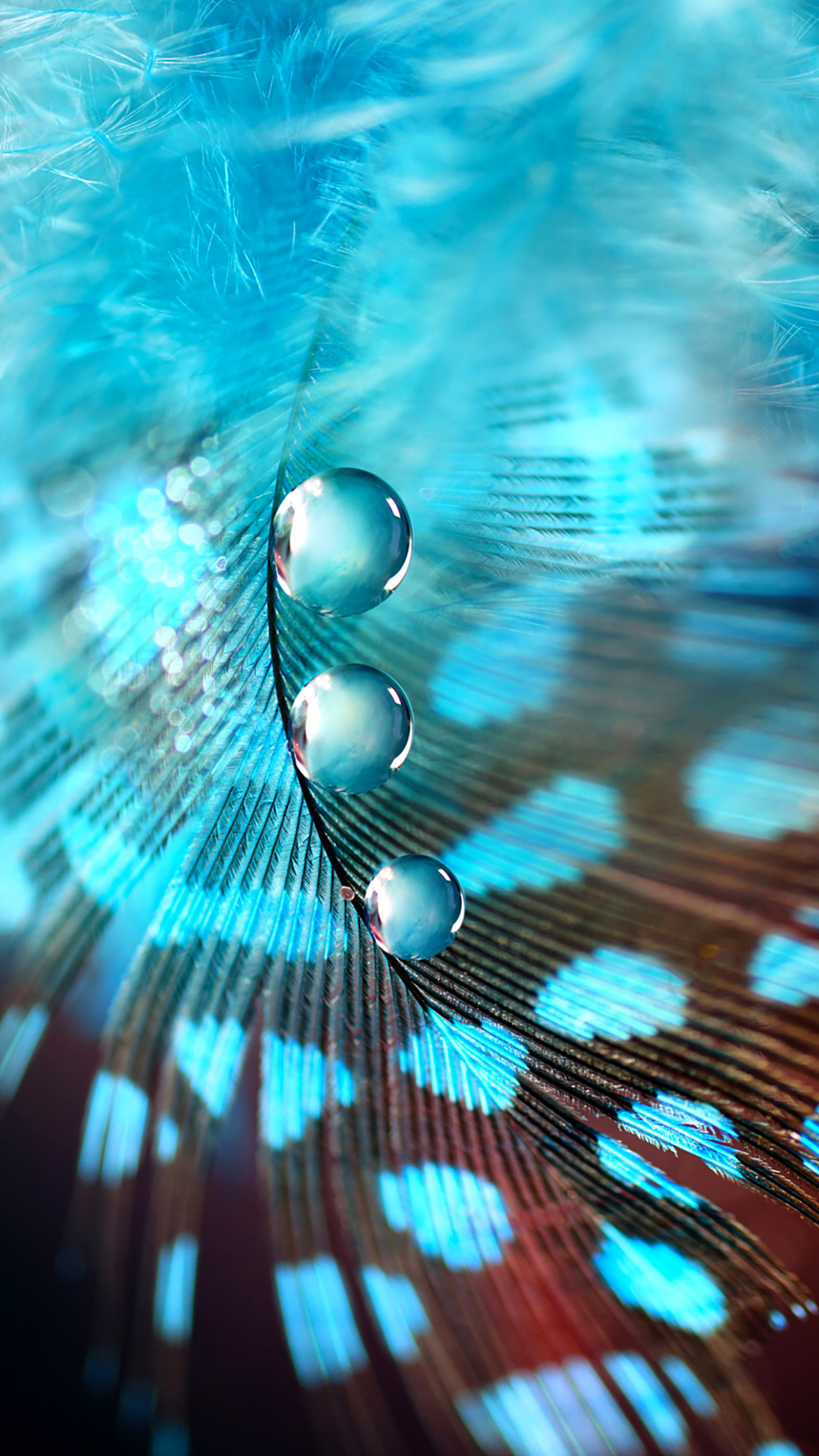 Piuma, Gocce d'acqua, Turchese, Macro, Full HD, sfondo iOS 7