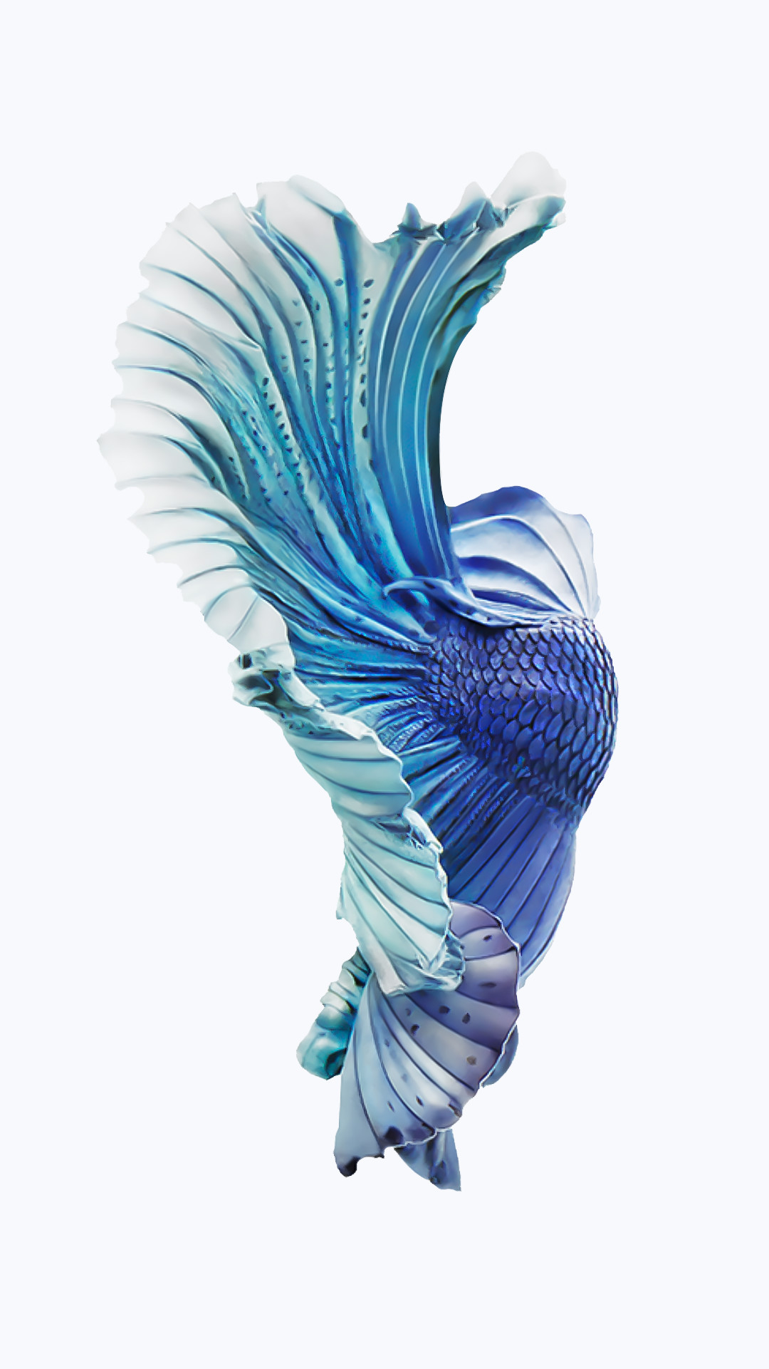 Pesce combattente, Betta splendens, Pinne blu, Sfondo bianco, iOS 9, schermata Home iPhone 6S