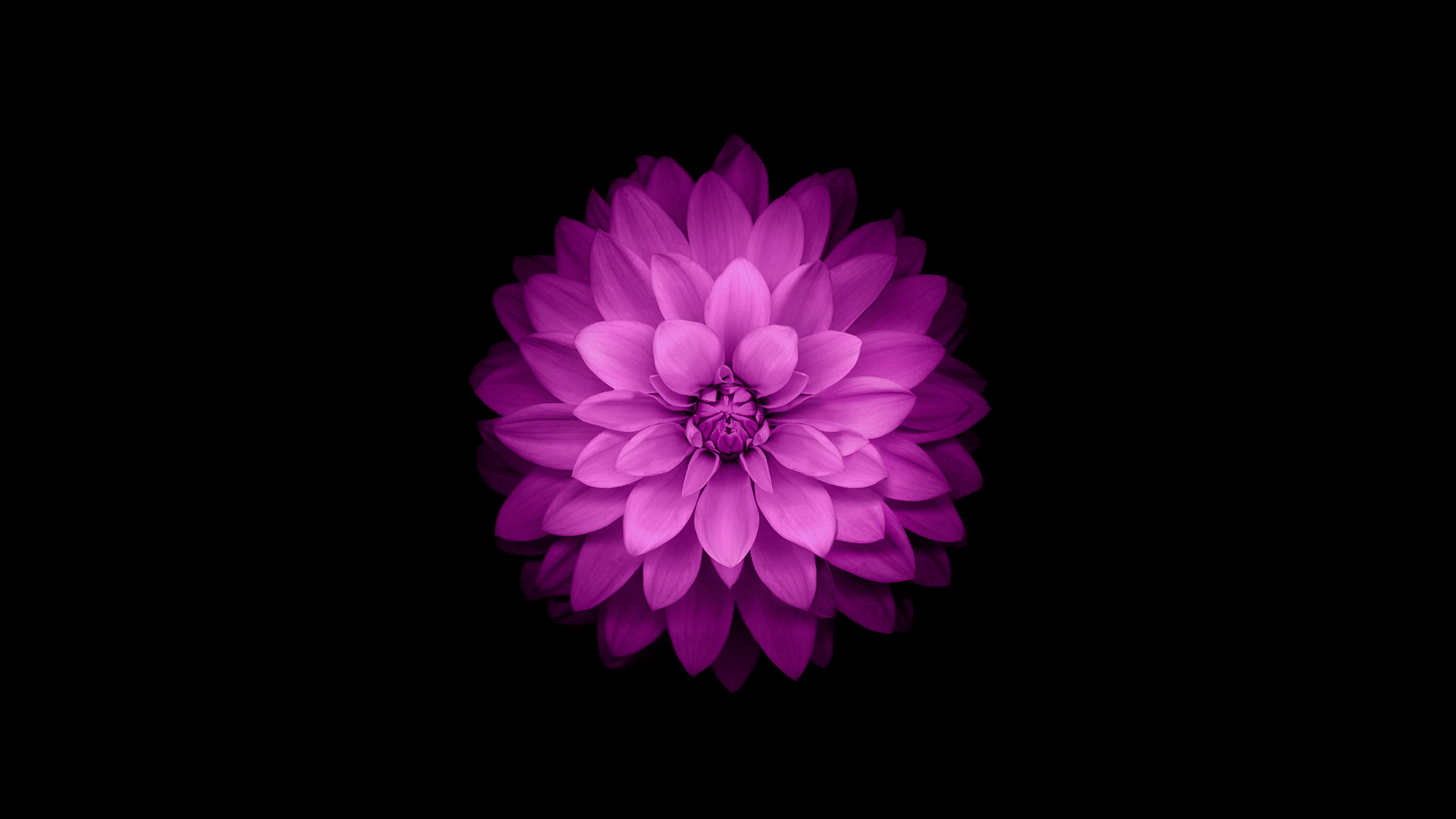 iOS 8, Fiore viola, Dalia, Sfondo nero, Full HD, wallpaper desktop