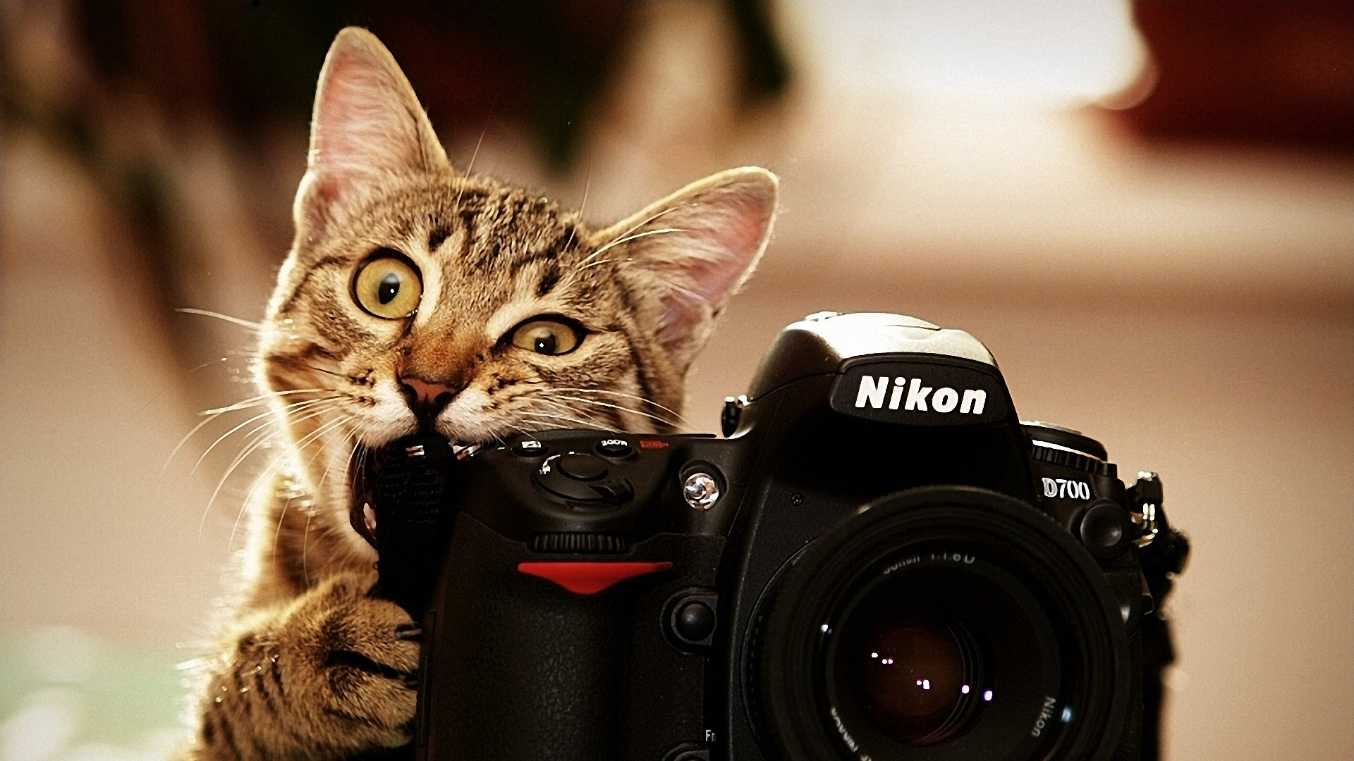 Gattino, Fotocamera Nikon, Divertente, Full HD 1080p, sfondo desktop