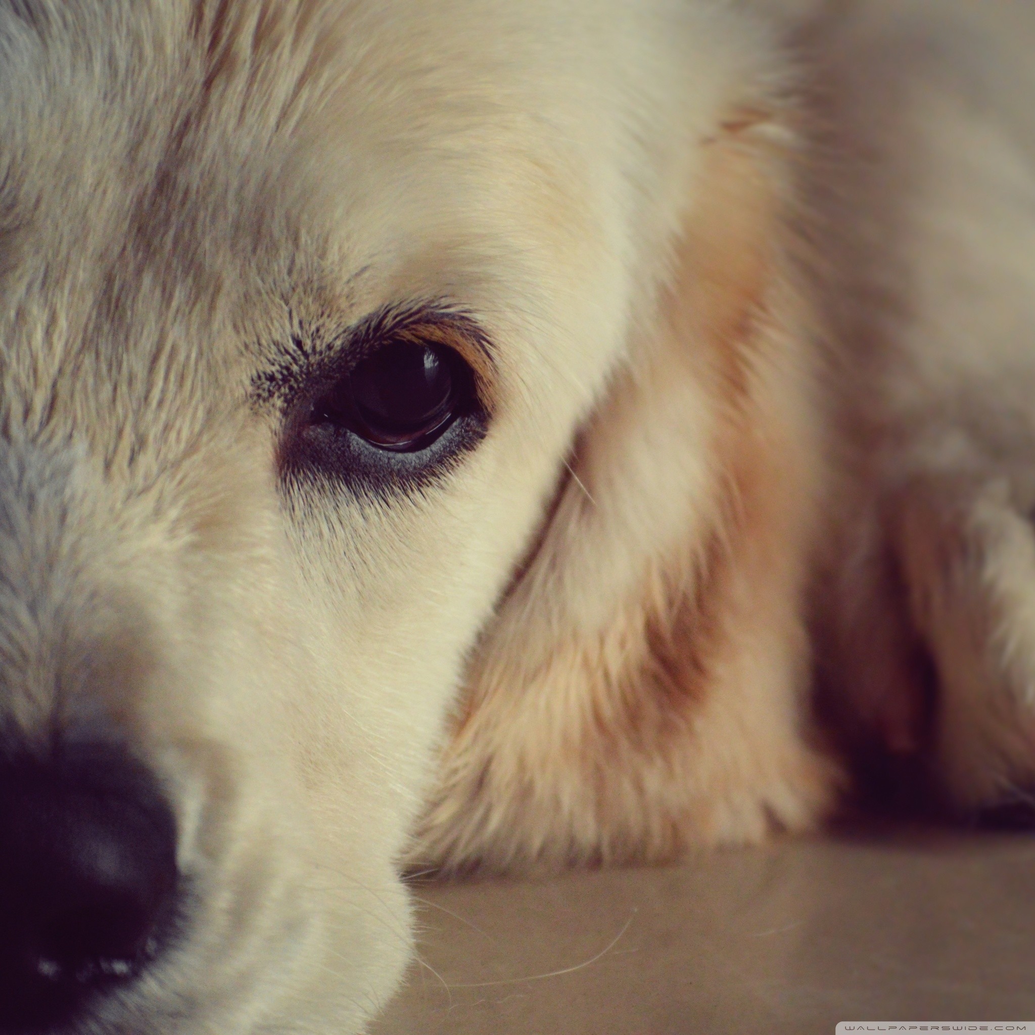 Golden Retriever, Occhio, Primo piano, Full HD, sfondo per iPad e tablet