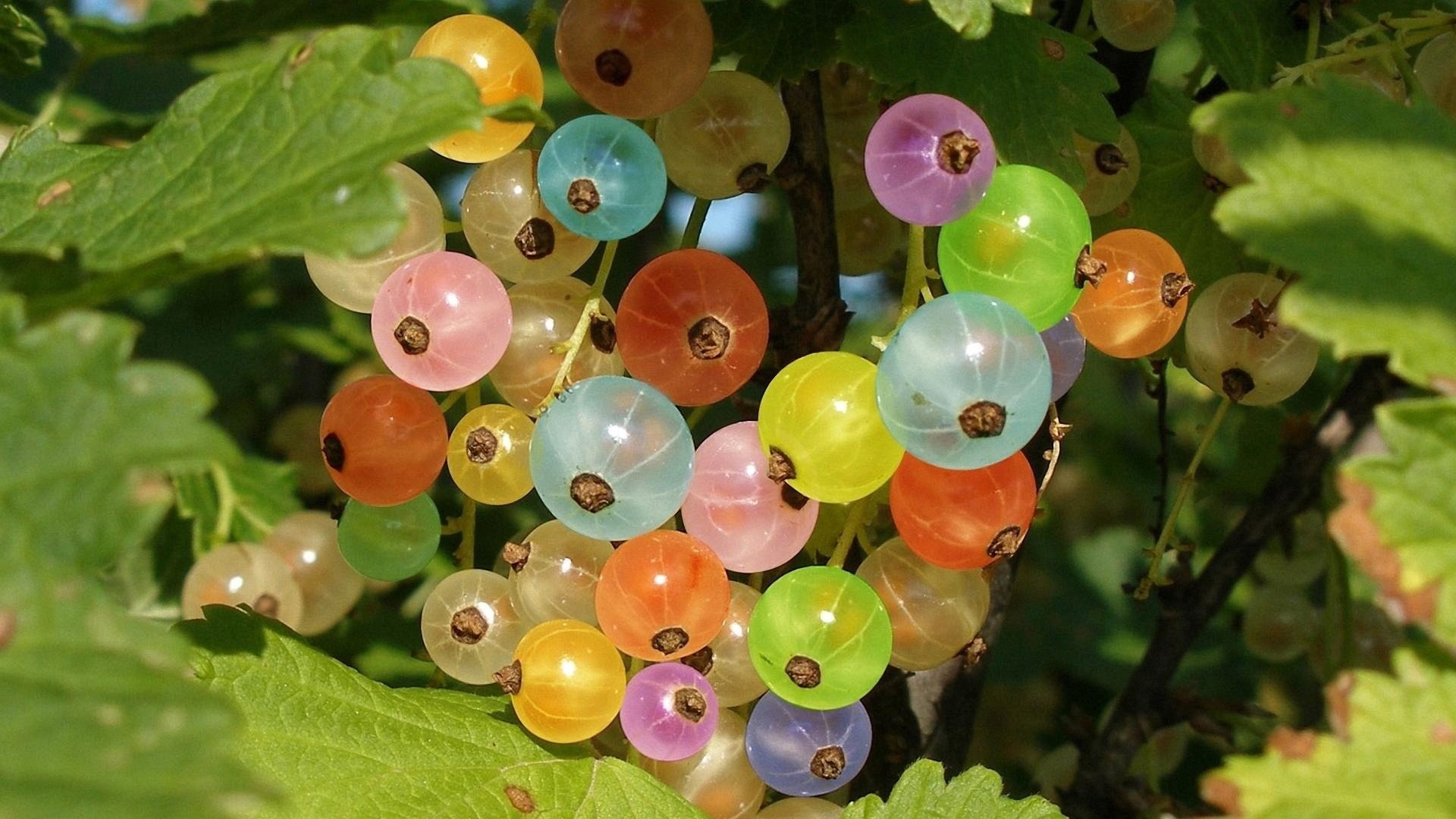 Ribes, Bacche colorate, Foglie, Arte digitale, Full HD, sfondo per PC